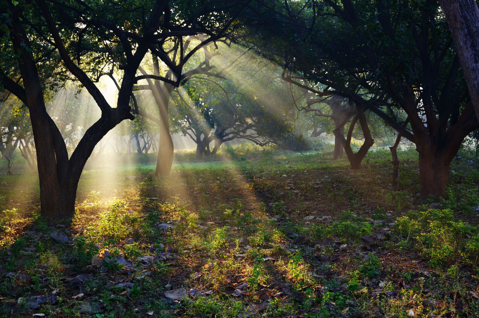 Sony SLT-A57 sample photo. India, ashram, sun photography