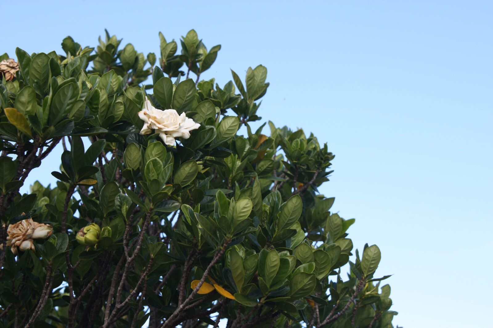 Canon EOS 450D (EOS Rebel XSi / EOS Kiss X2) sample photo. Nature, leaf, tree photography