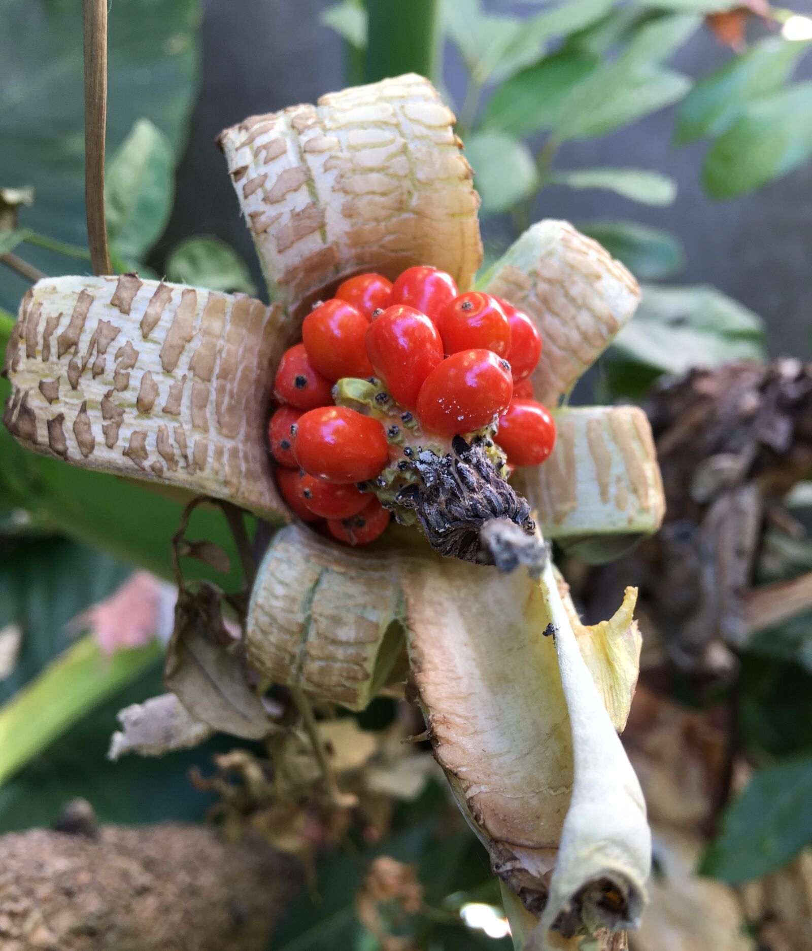 Apple iPhone 6s Plus sample photo. Red fruit, red, fruits photography
