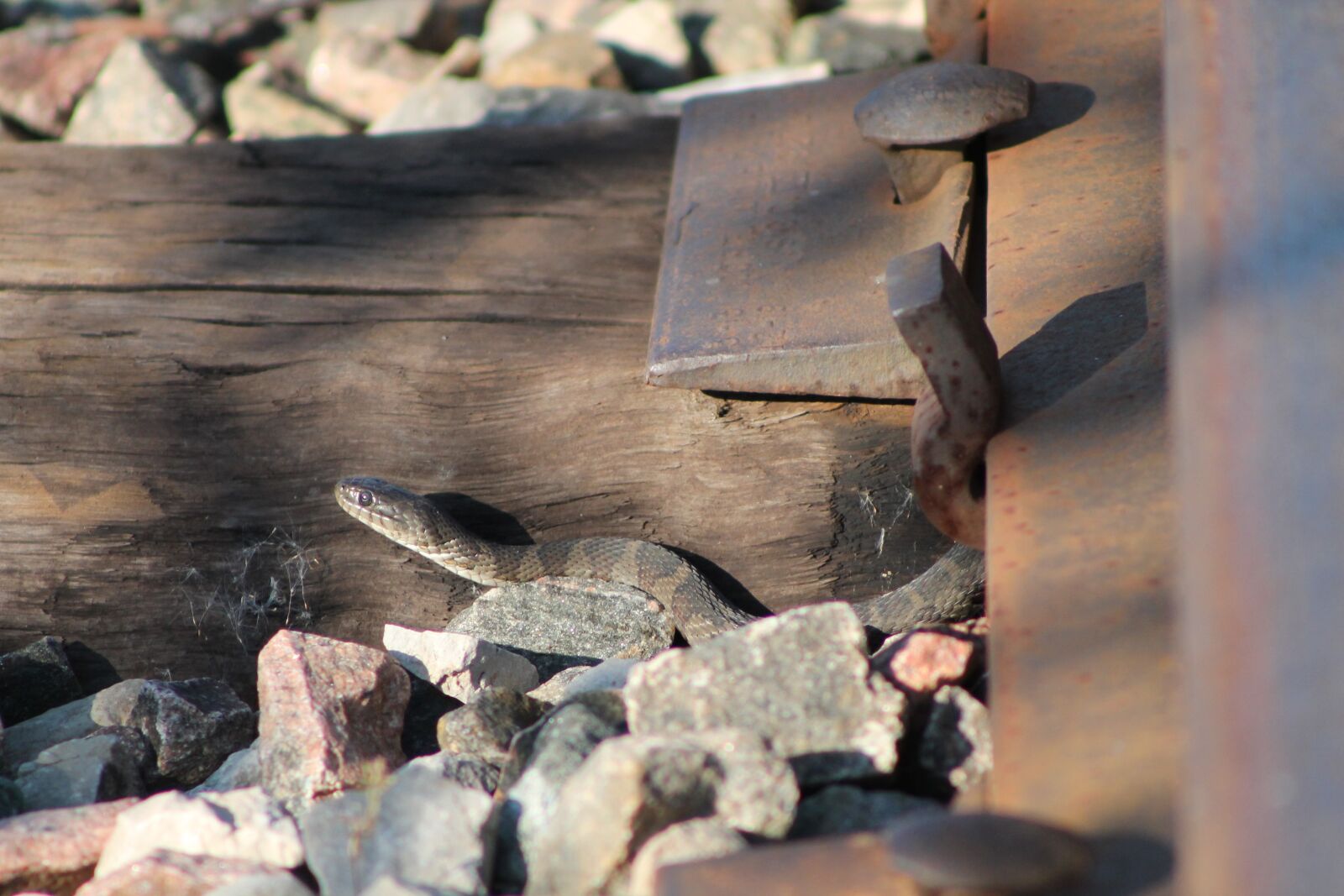 Canon EOS 1100D (EOS Rebel T3 / EOS Kiss X50) sample photo. Snake, rail, pebble photography