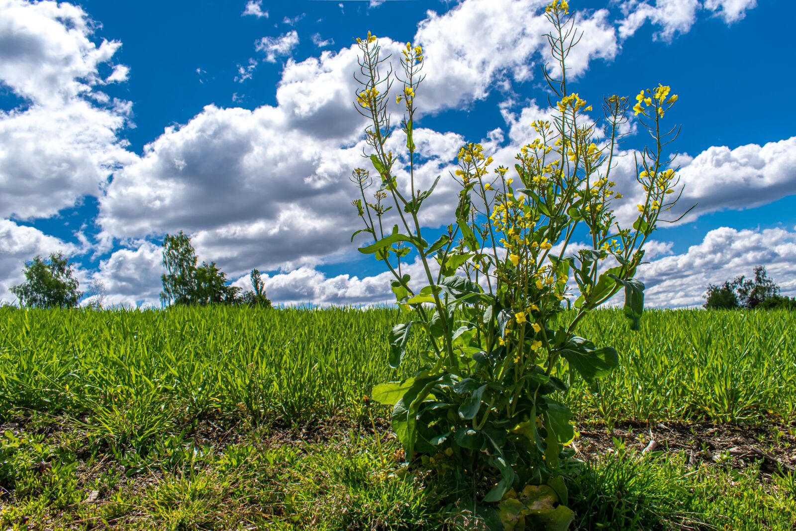 Nikon D5300 sample photo. Rare plant, oilseed rape photography