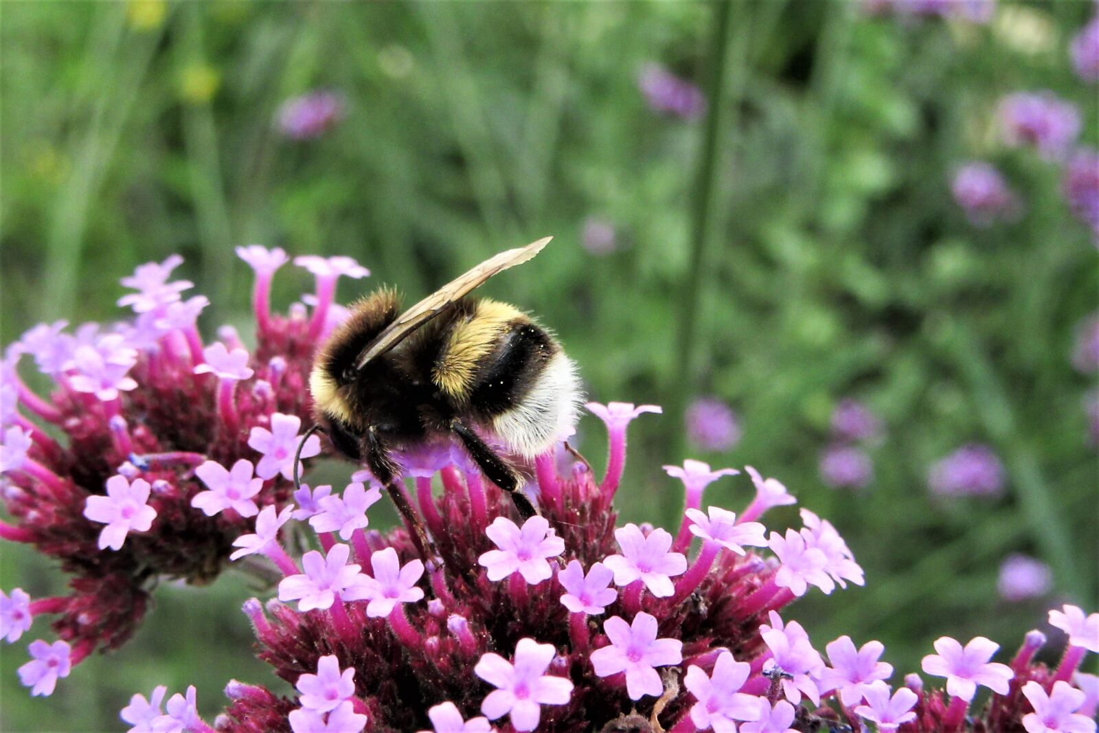 Canon PowerShot SX610 HS sample photo. Bumblebee, pollen, bug photography