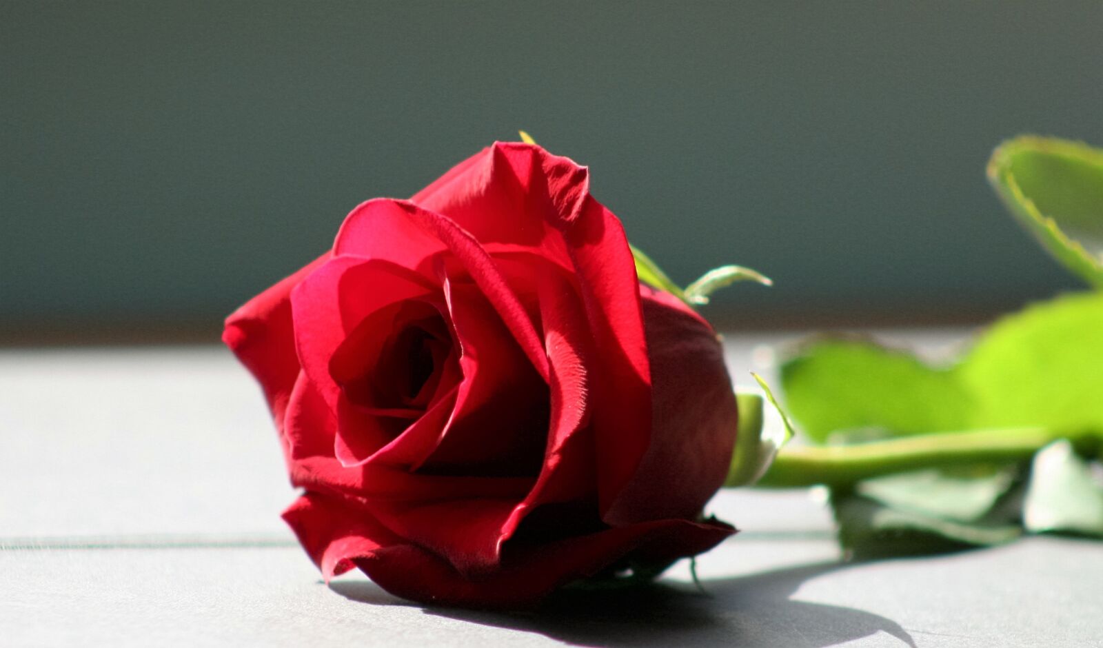 Canon EOS 20D sample photo. Rose, red rose, flower photography
