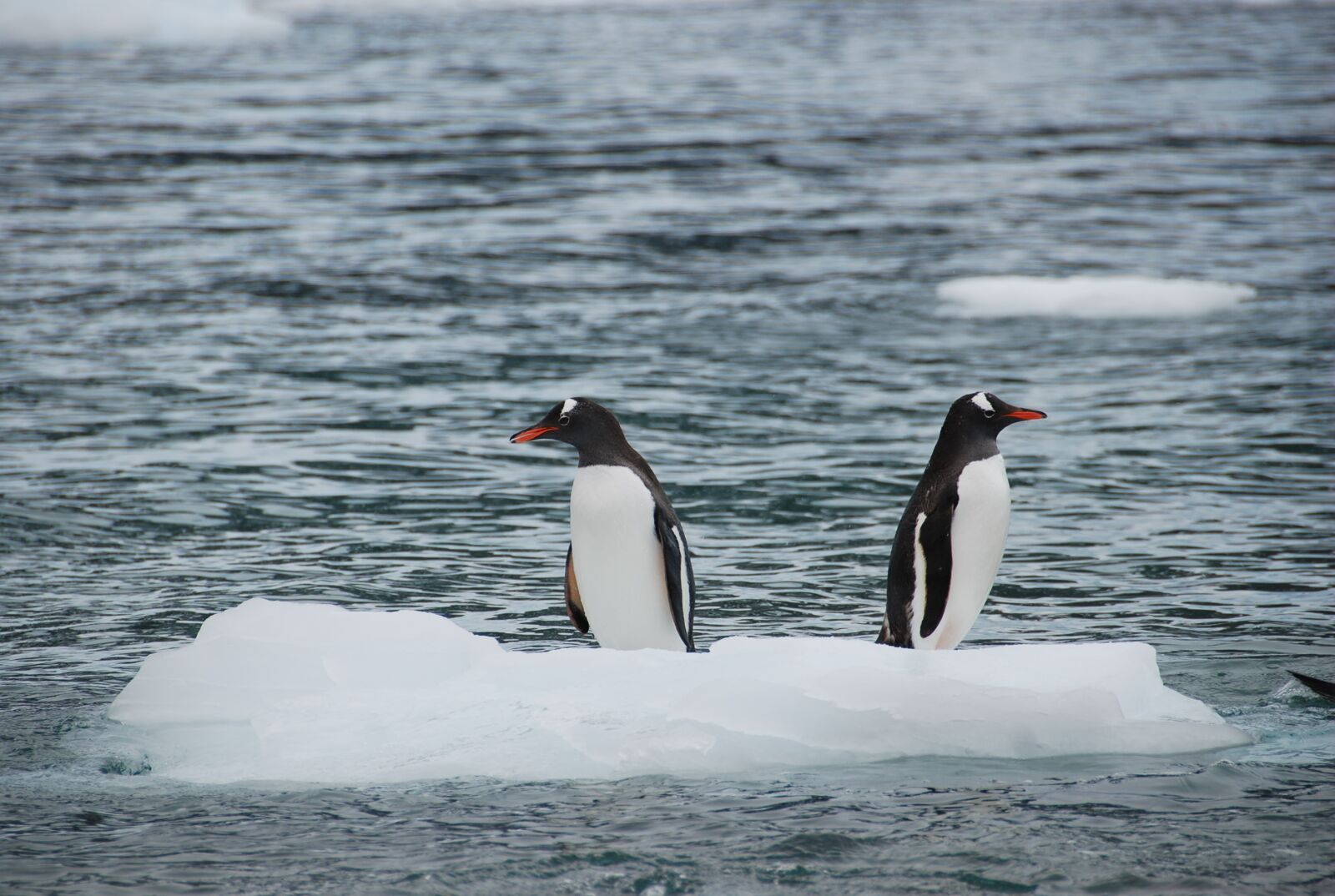 Nikon D80 sample photo. Antarctic, animal life, wildlife photography