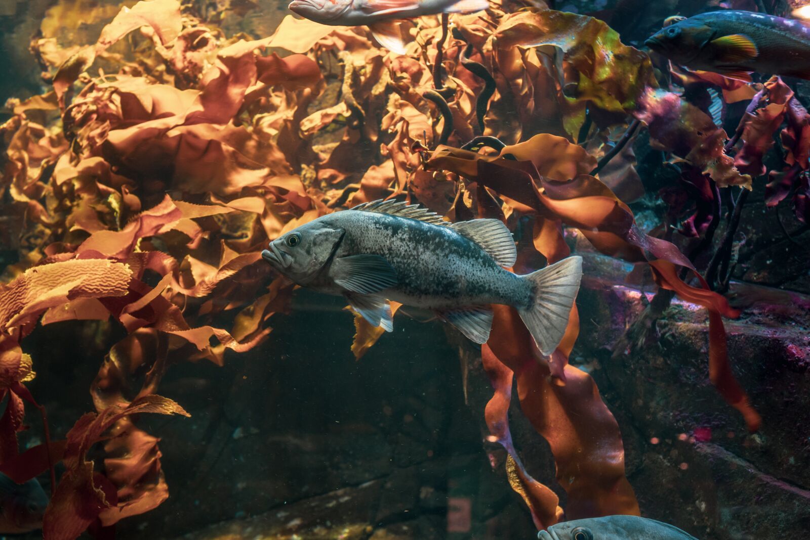 Nikon D750 sample photo. Aquarium, fish, ocean photography