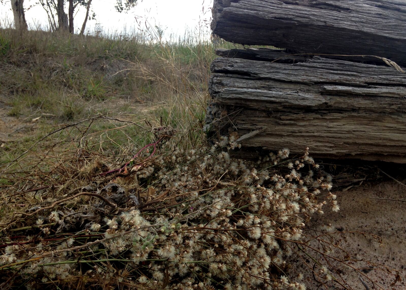 iPhone 5c back camera 4.12mm f/2.4 sample photo. Bush, flowers, grass, nature photography