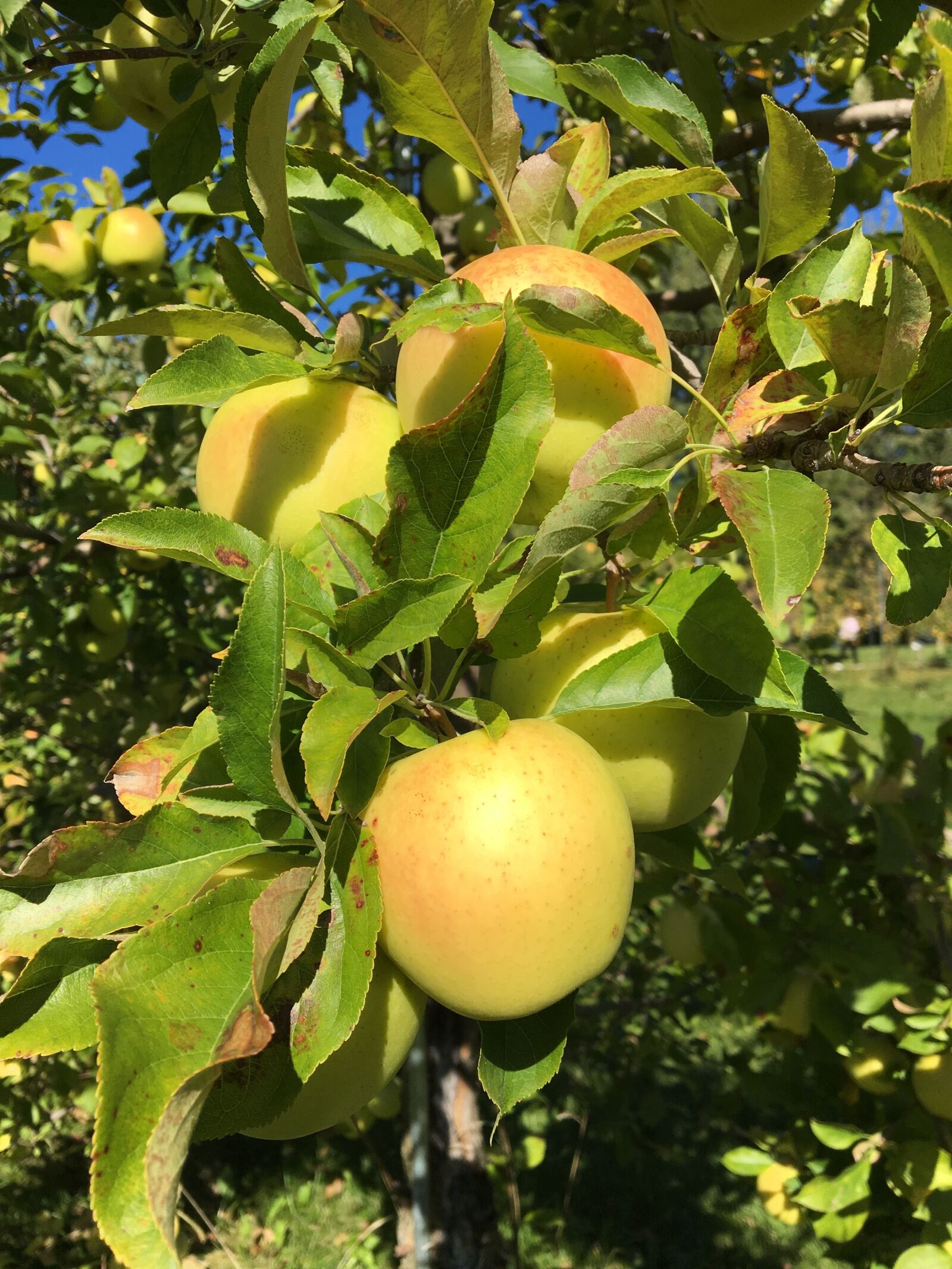 Apple iPhone 6s sample photo. Honey gold apple, apple photography