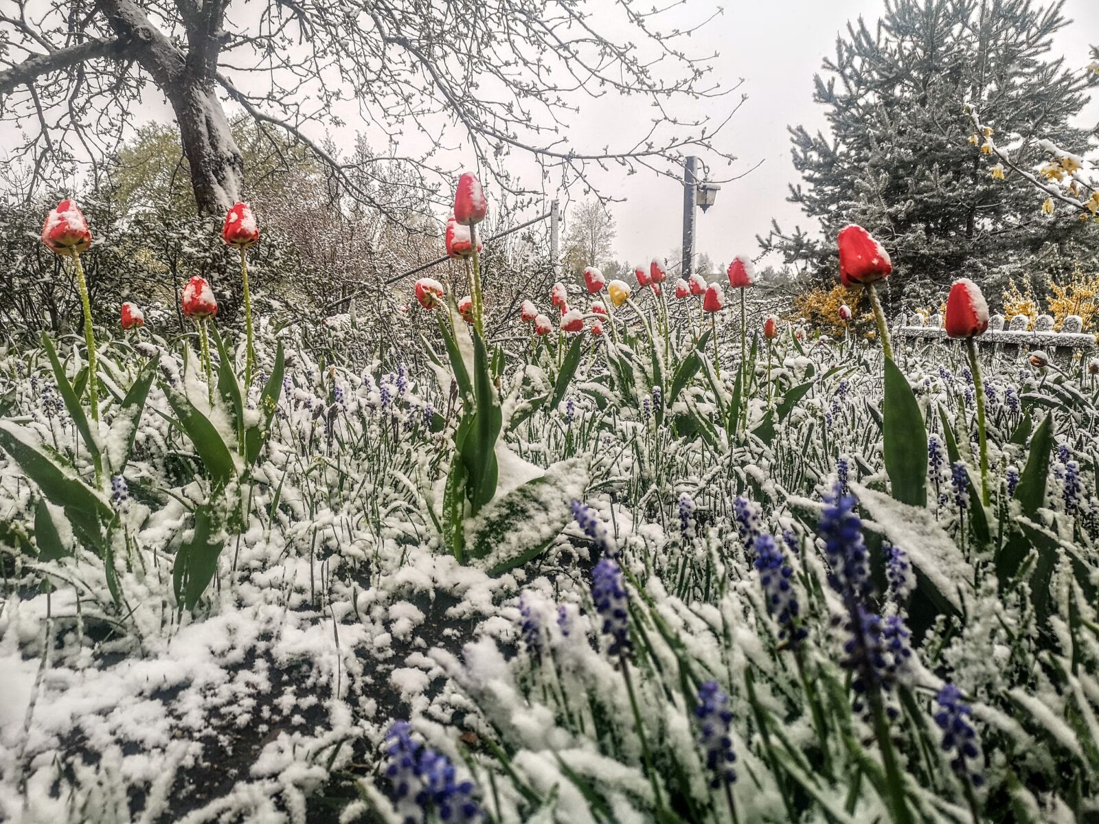 HUAWEI CLT-L29 sample photo. Tulip, snow, spring photography