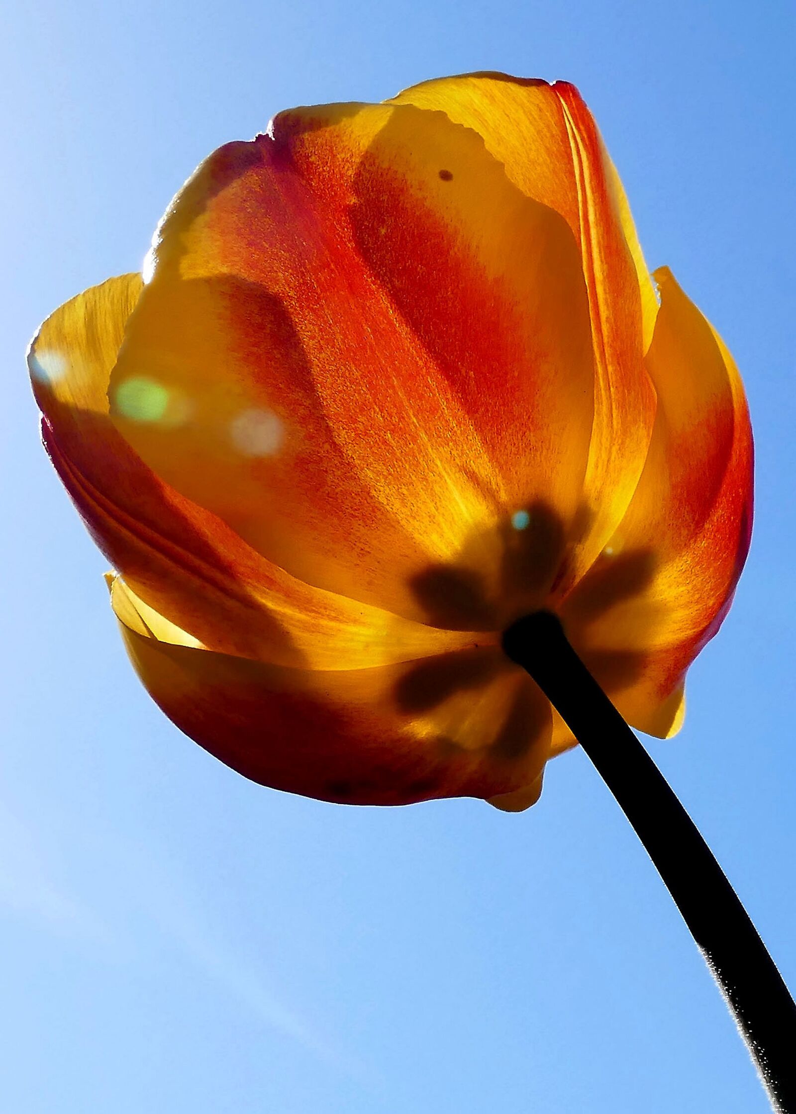 Panasonic Lumix DMC-FZ1000 sample photo. Flower, tulip, backlighting photography