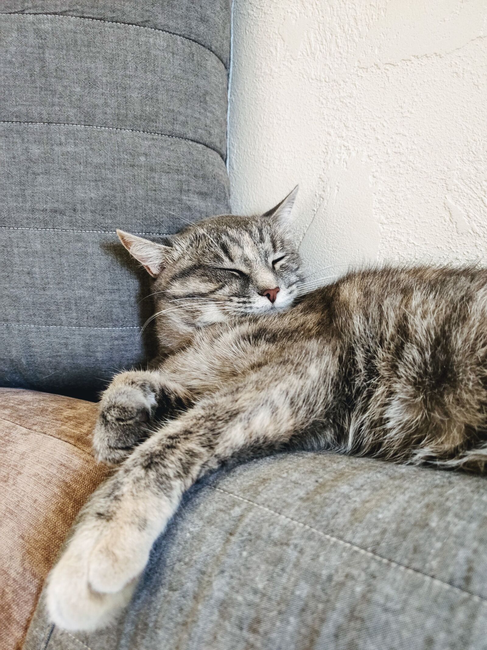 Xiaomi MI 9 sample photo. Sleep, cat, cute photography