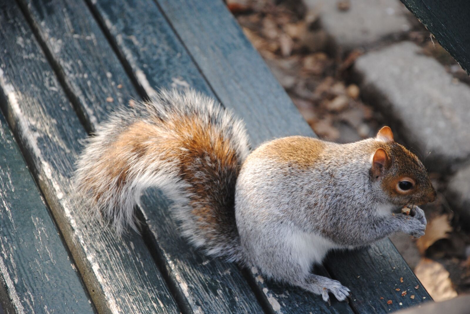 Nikon D3000 sample photo. Squirrel, nature, central park photography