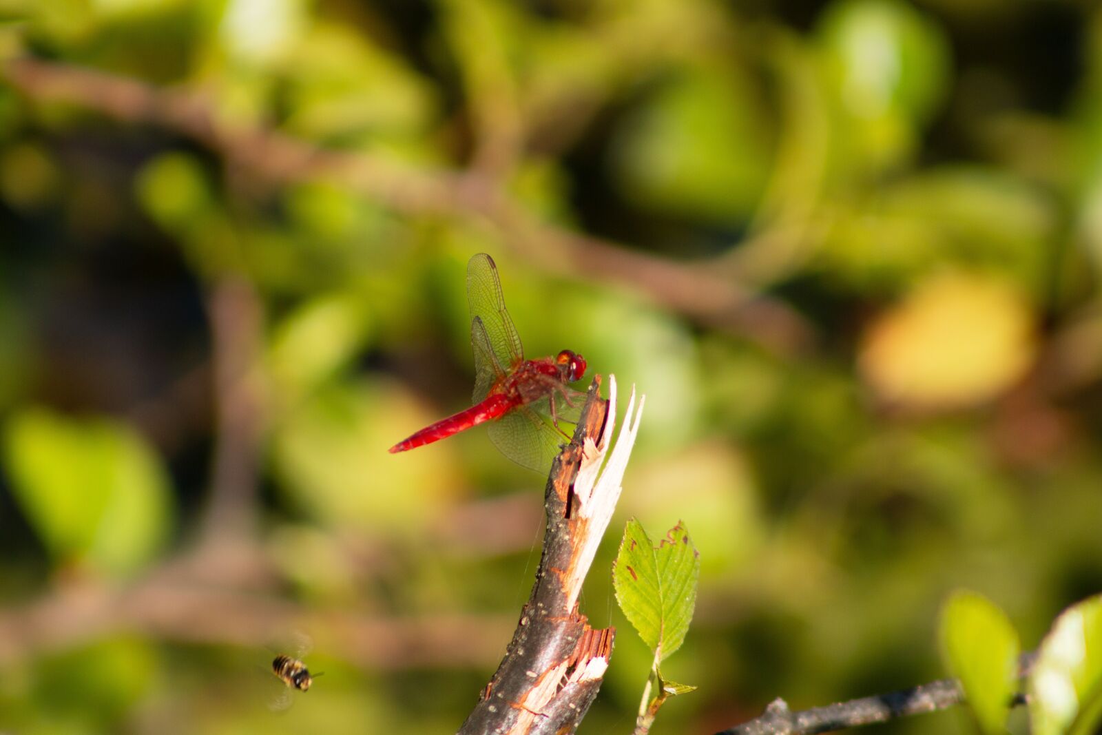 Canon EOS 70D sample photo. Dragonfly, wings, red photography