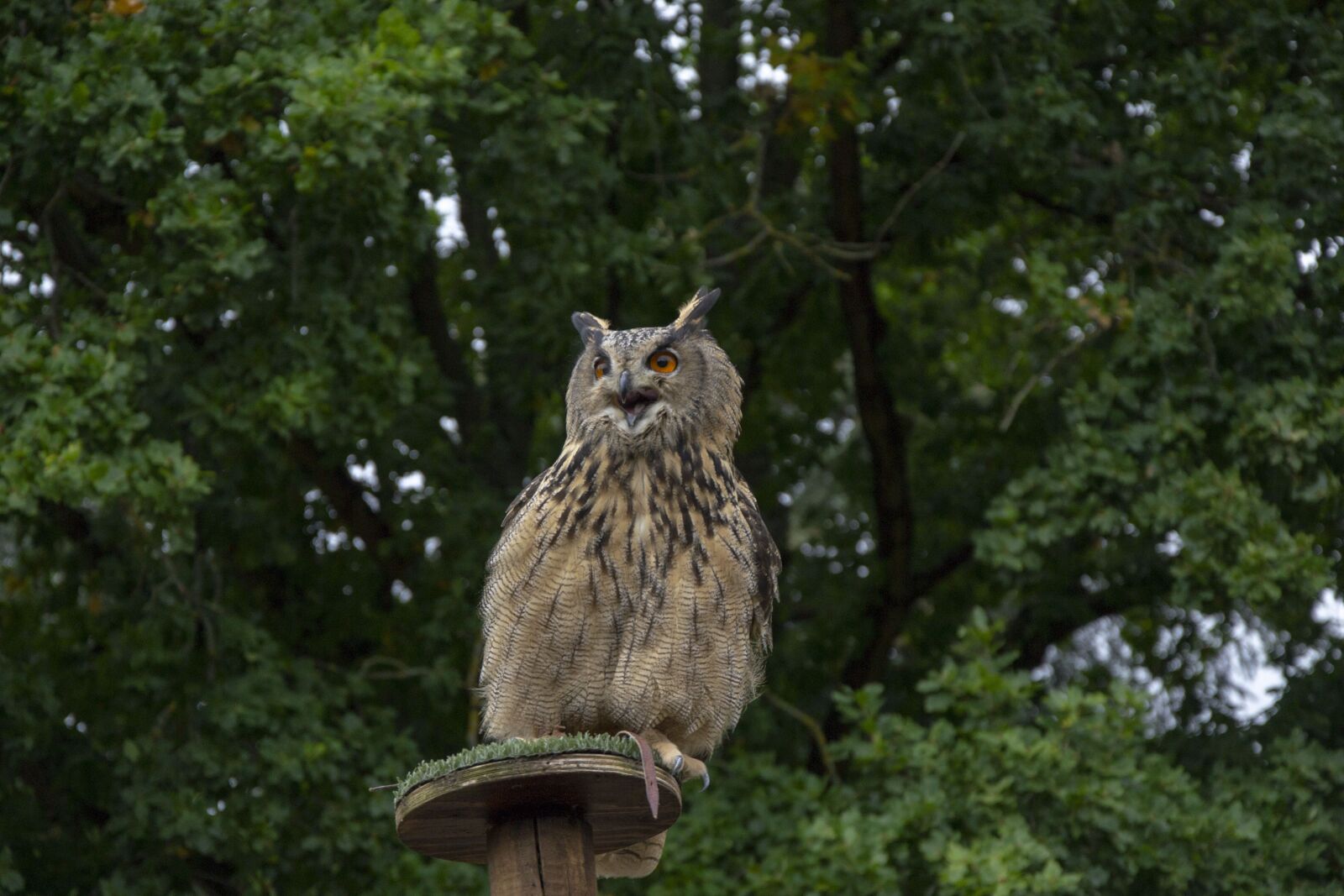 Nikon D3100 sample photo. Owl, nature, bird photography