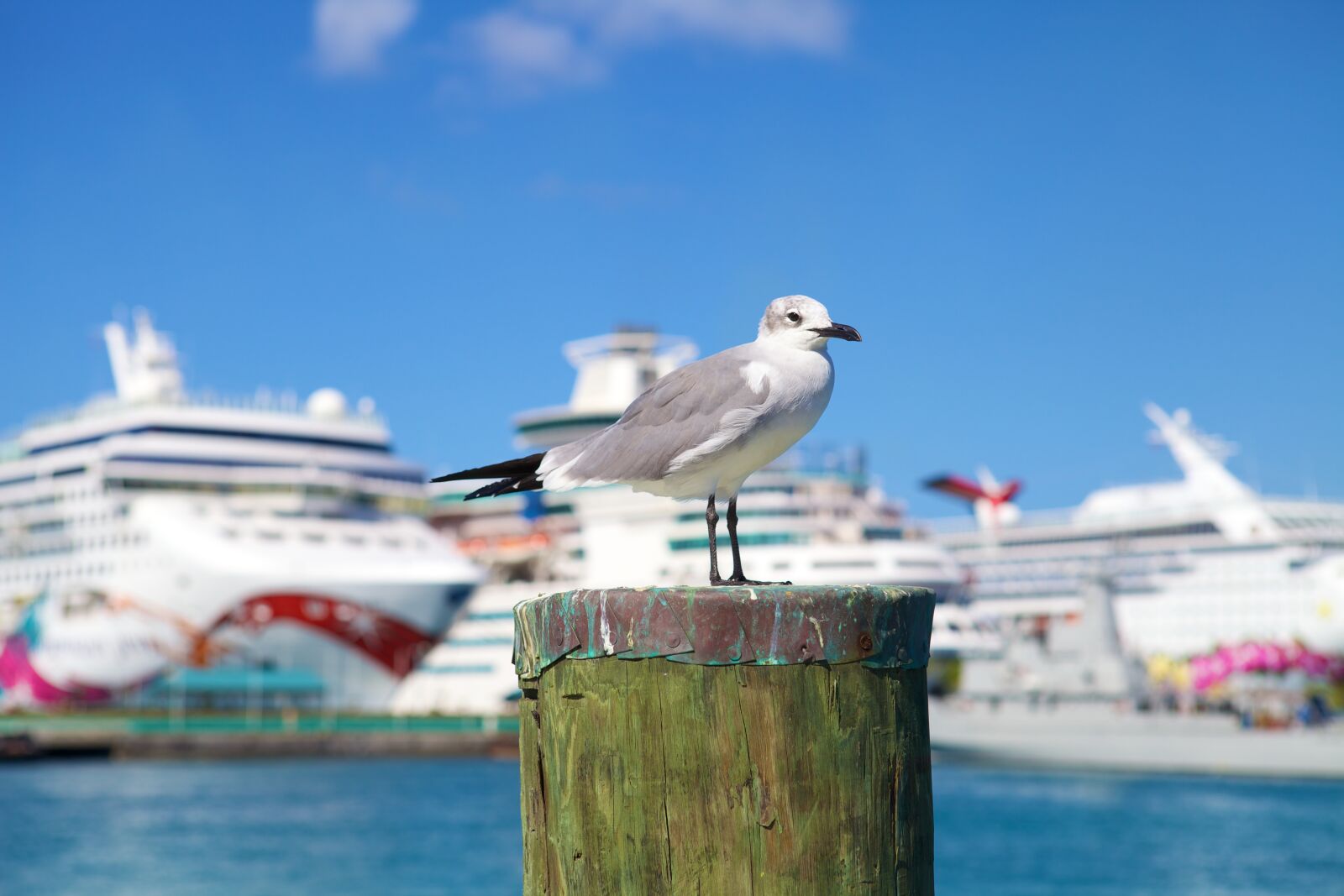 Canon EOS 5D Mark II sample photo. Seagull, cruise ship, ship photography
