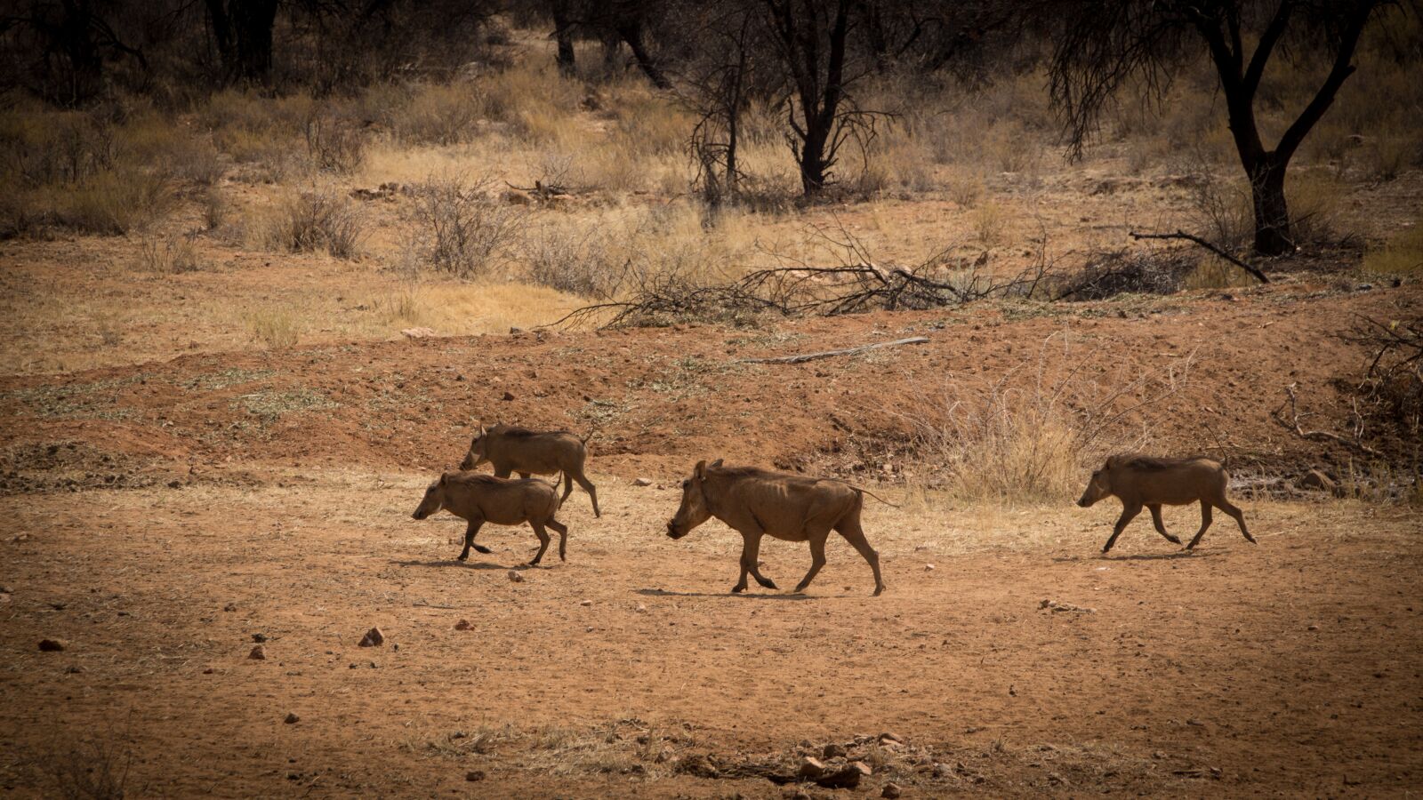 Canon EOS 650D (EOS Rebel T4i / EOS Kiss X6i) sample photo. Namibia, wildlife, africa photography