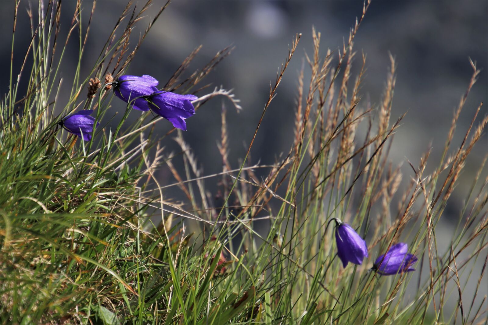 Canon EOS 80D sample photo. Ringtones, alpine, wild flowers photography