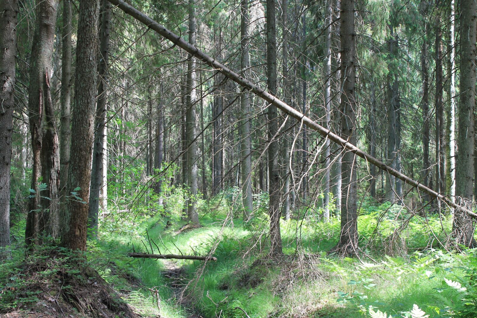 Canon EOS 1100D (EOS Rebel T3 / EOS Kiss X50) sample photo. Landscape, forest, story photography