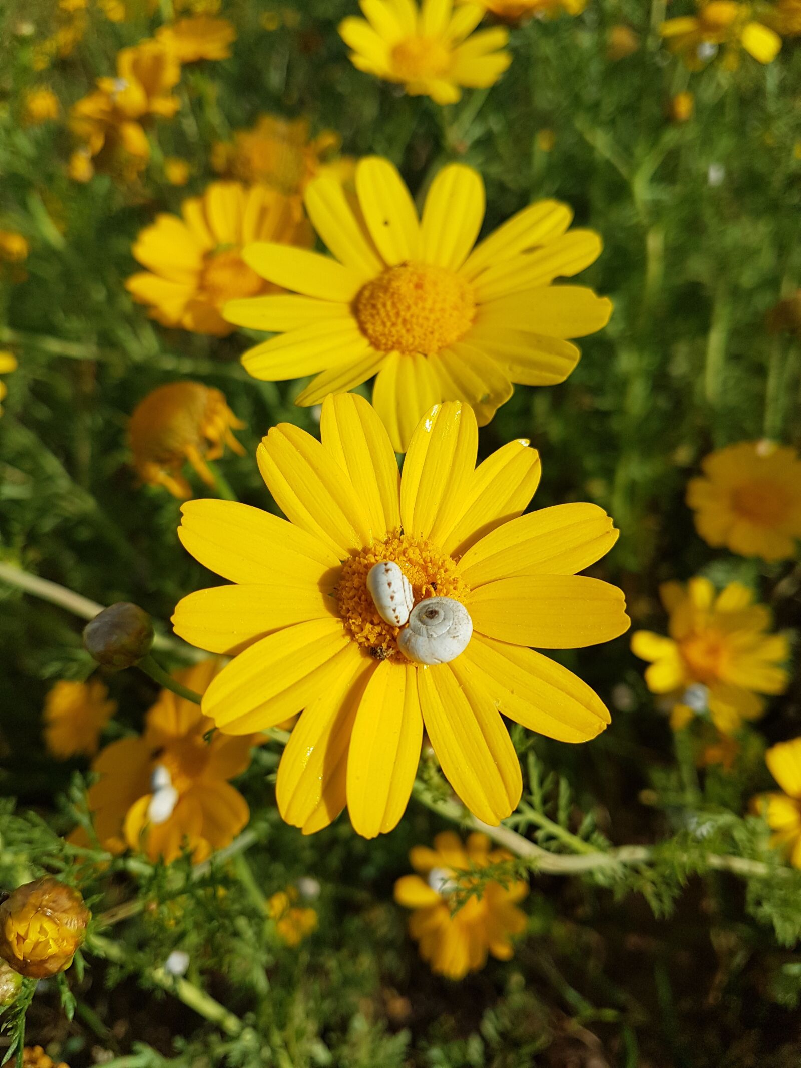 Samsung Galaxy S7 Edge sample photo. Nature, flower, flora photography