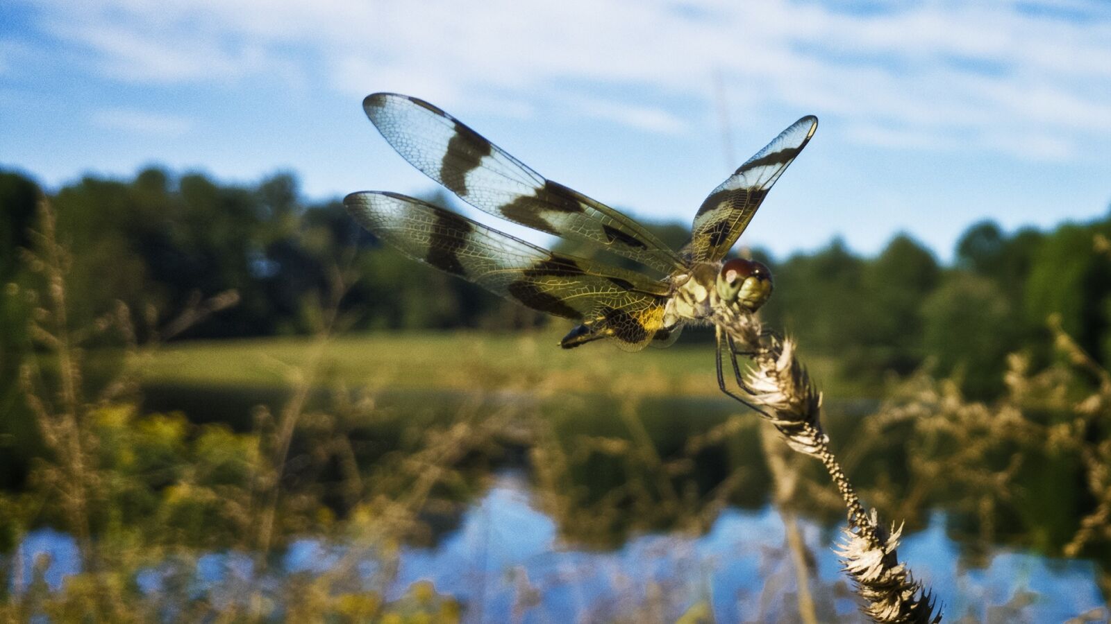 OnePlus A3000 sample photo. Dragonfly, insect, summer photography