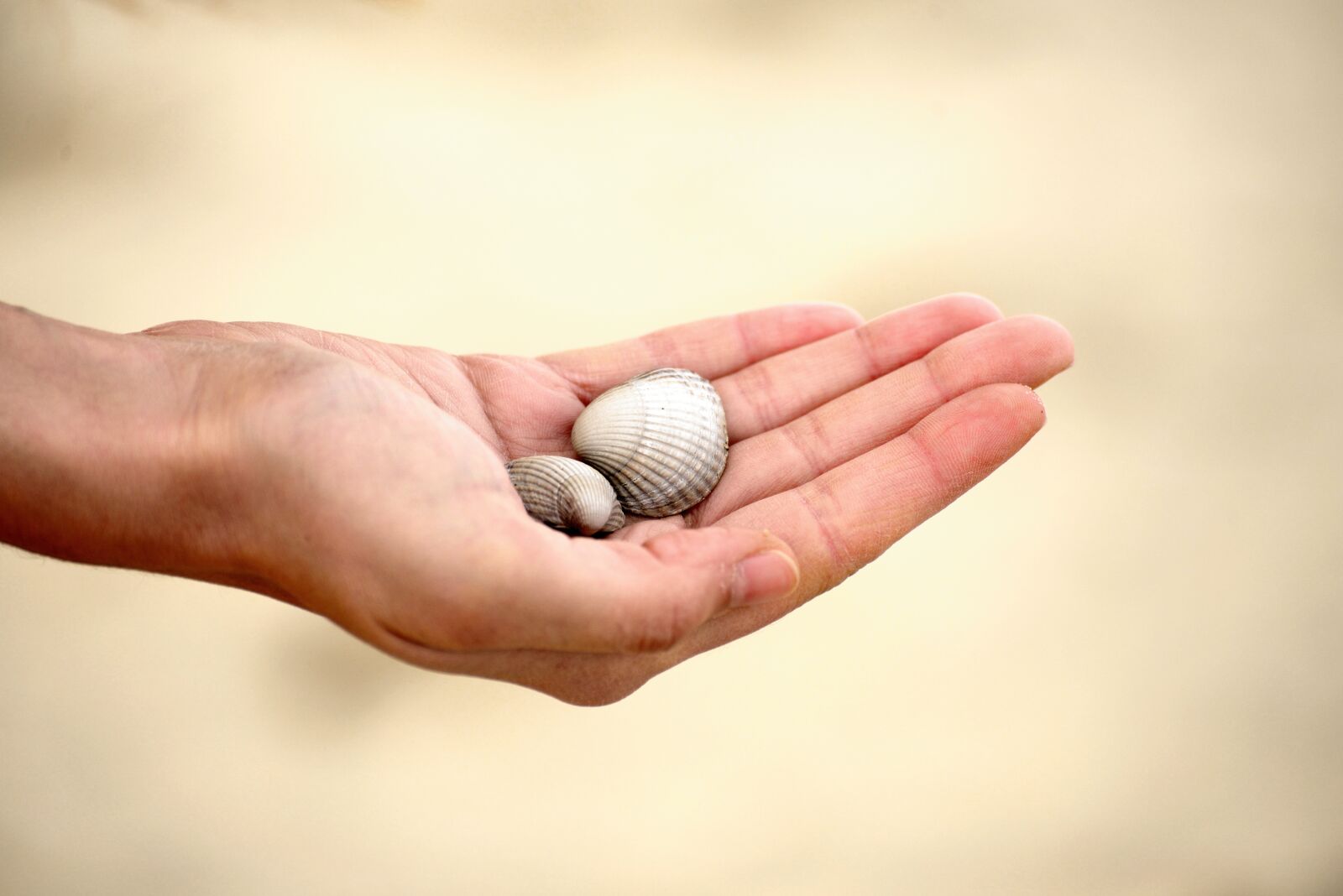 Nikon D610 sample photo. Hand, mussels, keep photography