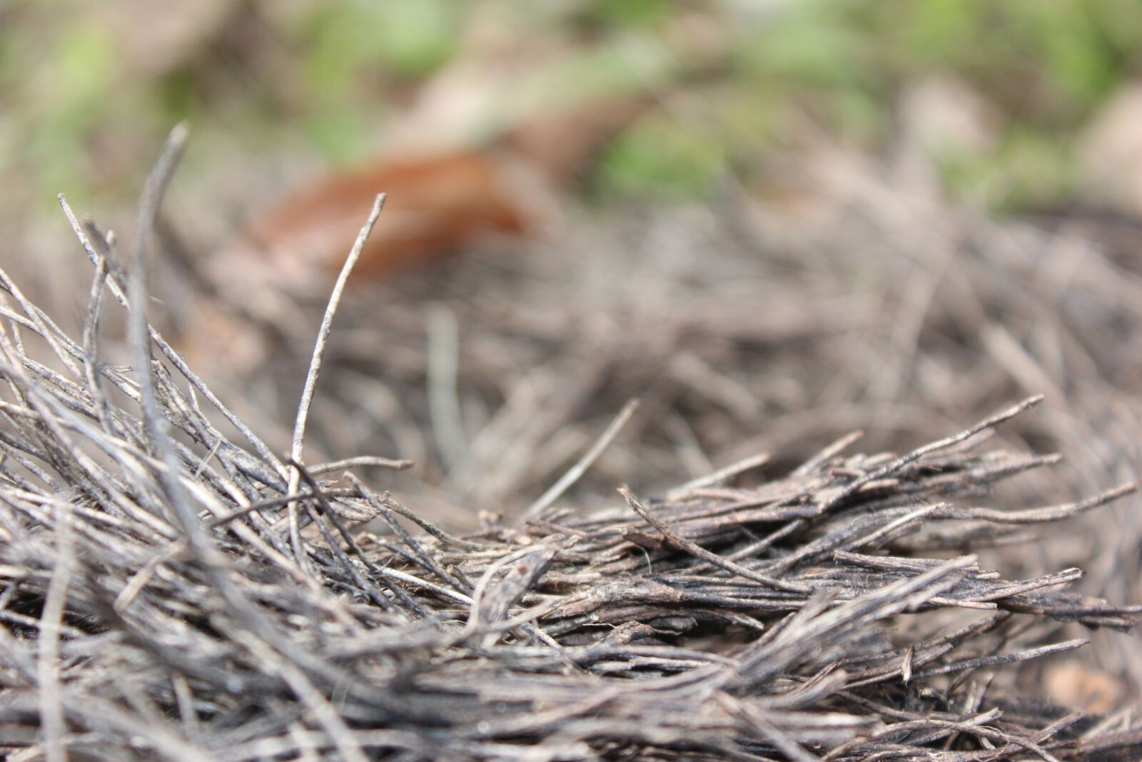 Canon EOS 600D (Rebel EOS T3i / EOS Kiss X5) sample photo. Nest, trunk, tree photography