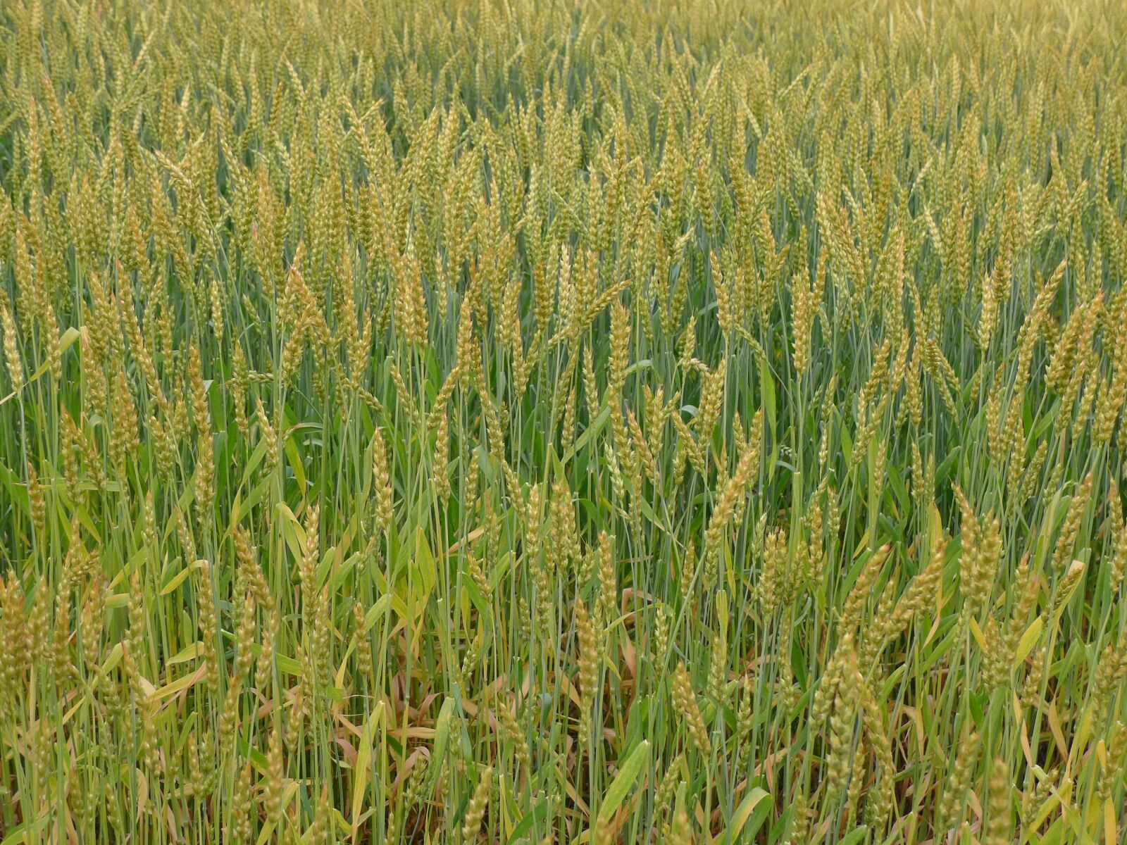Panasonic Lumix DMC-LX5 sample photo. Wheat, more too, wheat photography