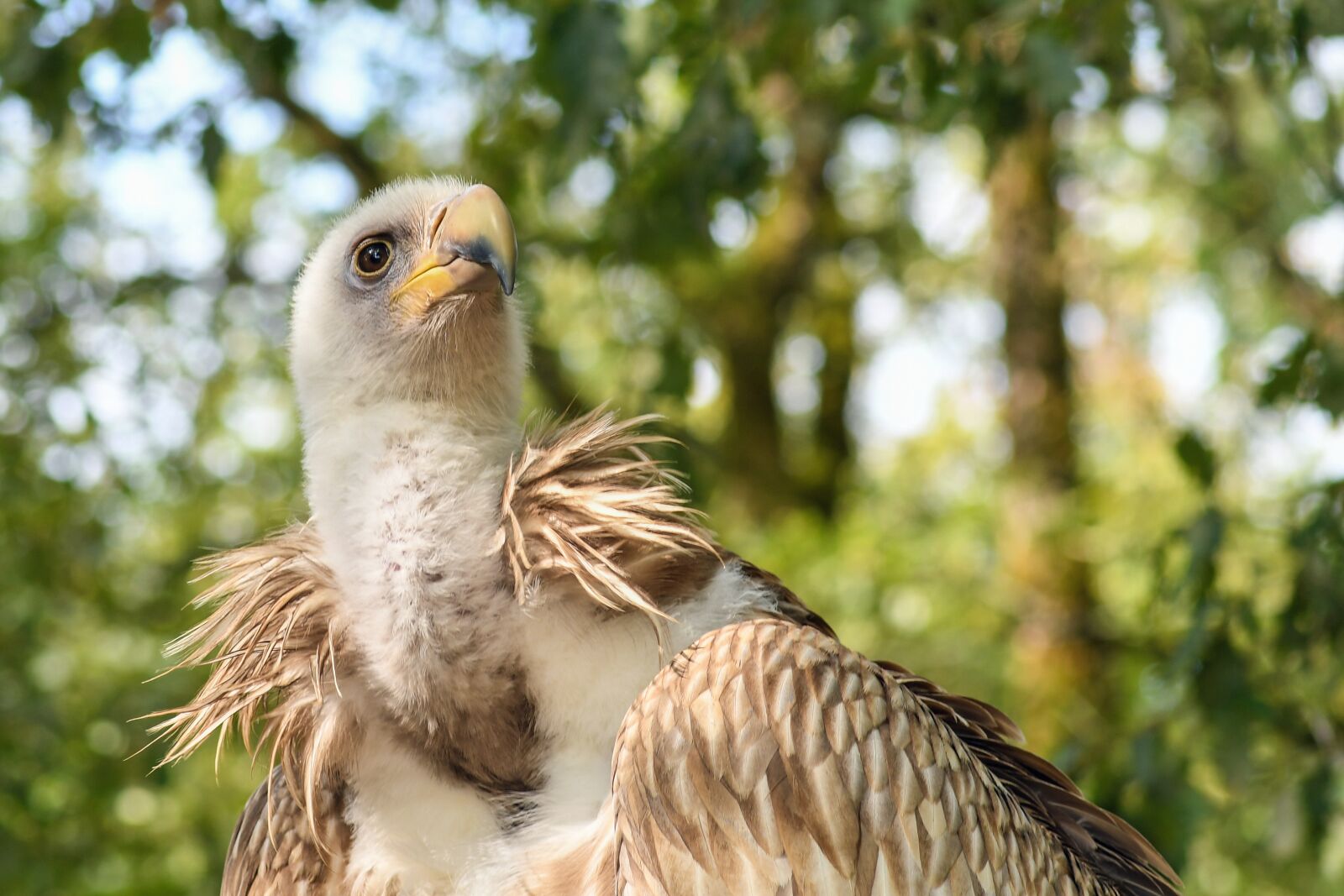 Tokina AT-X Pro 100mm F2.8 Macro sample photo. Vulture, tawny, raptor photography