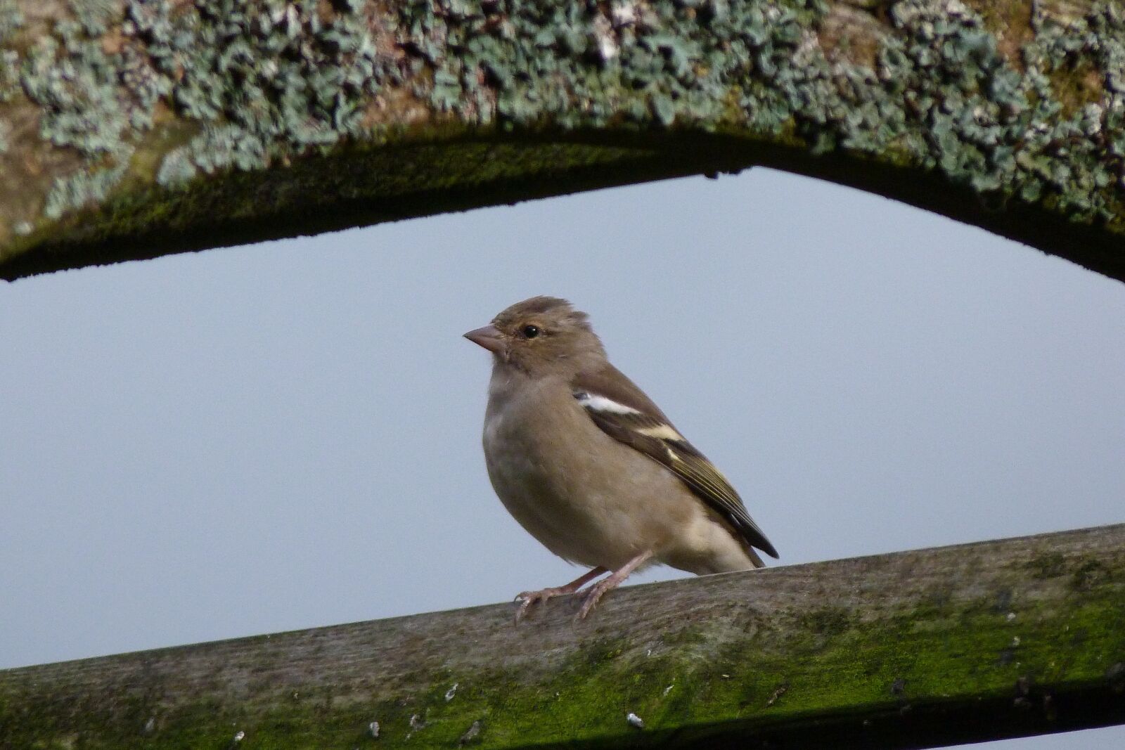 Panasonic Lumix DMC-FZ40 (Lumix DMC-FZ45) sample photo. Bird, nature, chaffinch photography