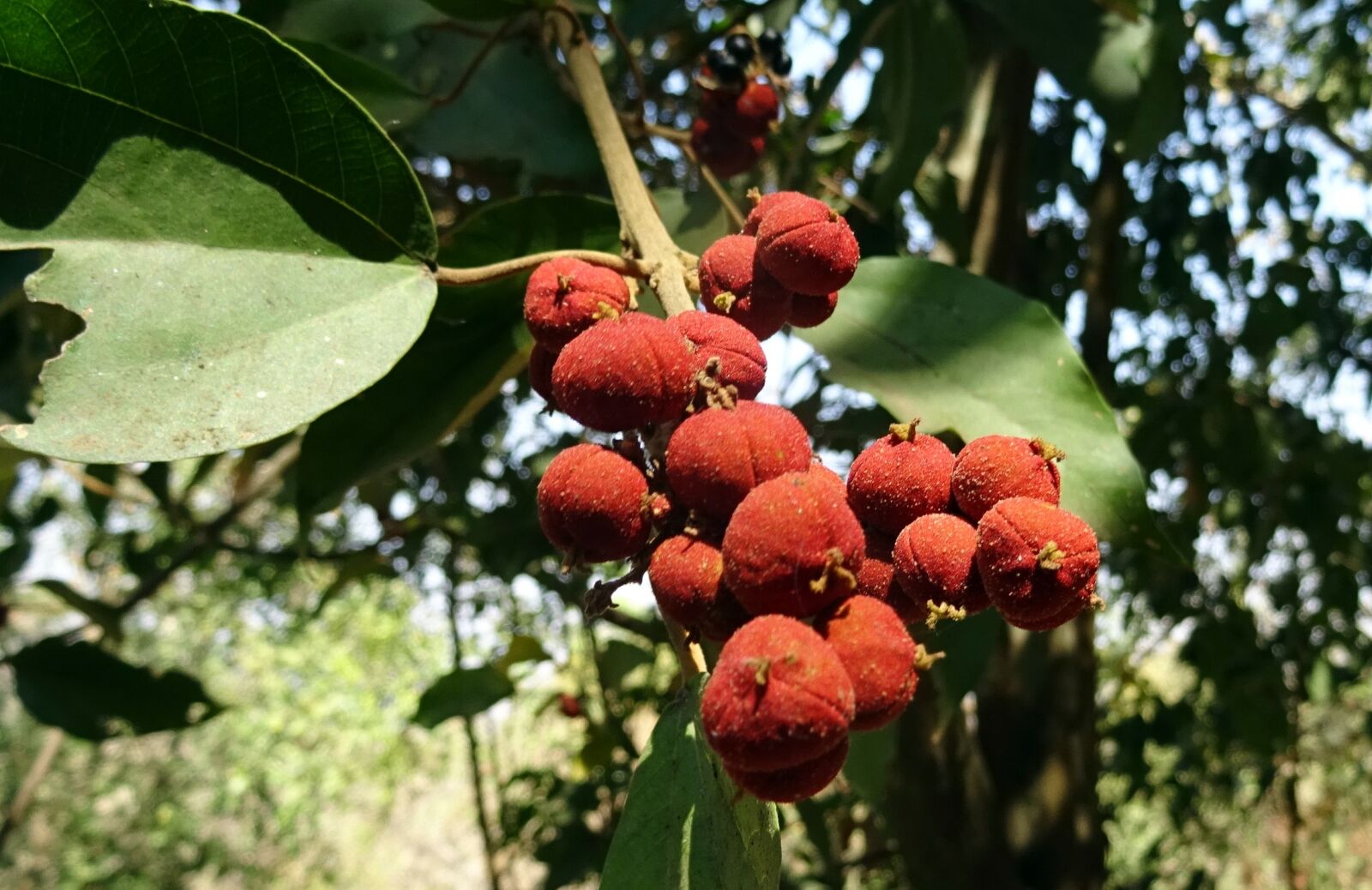 Sony DSC-HX60V sample photo. Mallotus philippensis, plant, deciduous photography