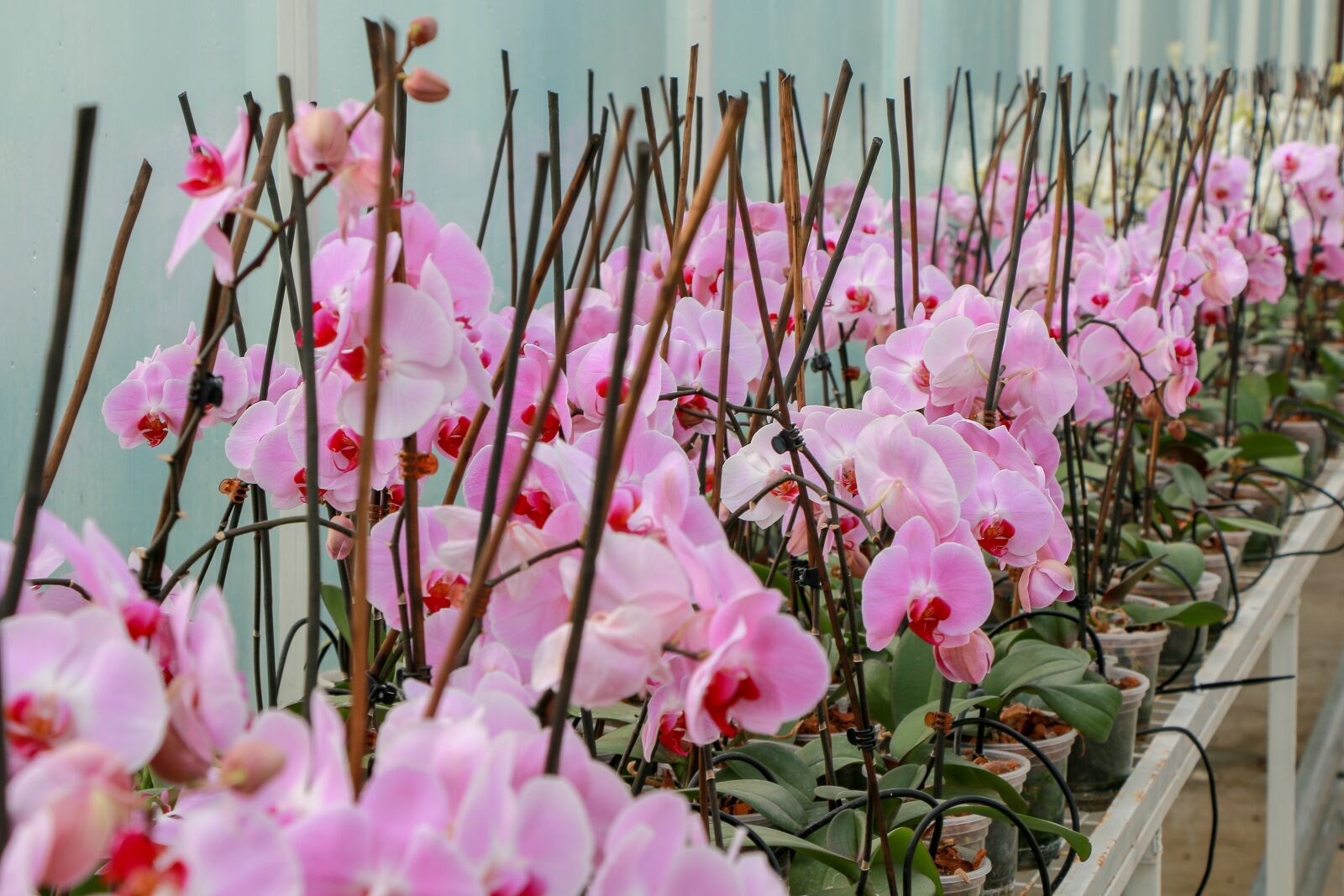 Canon EOS 70D sample photo. Greenhouse, flowers, plants photography