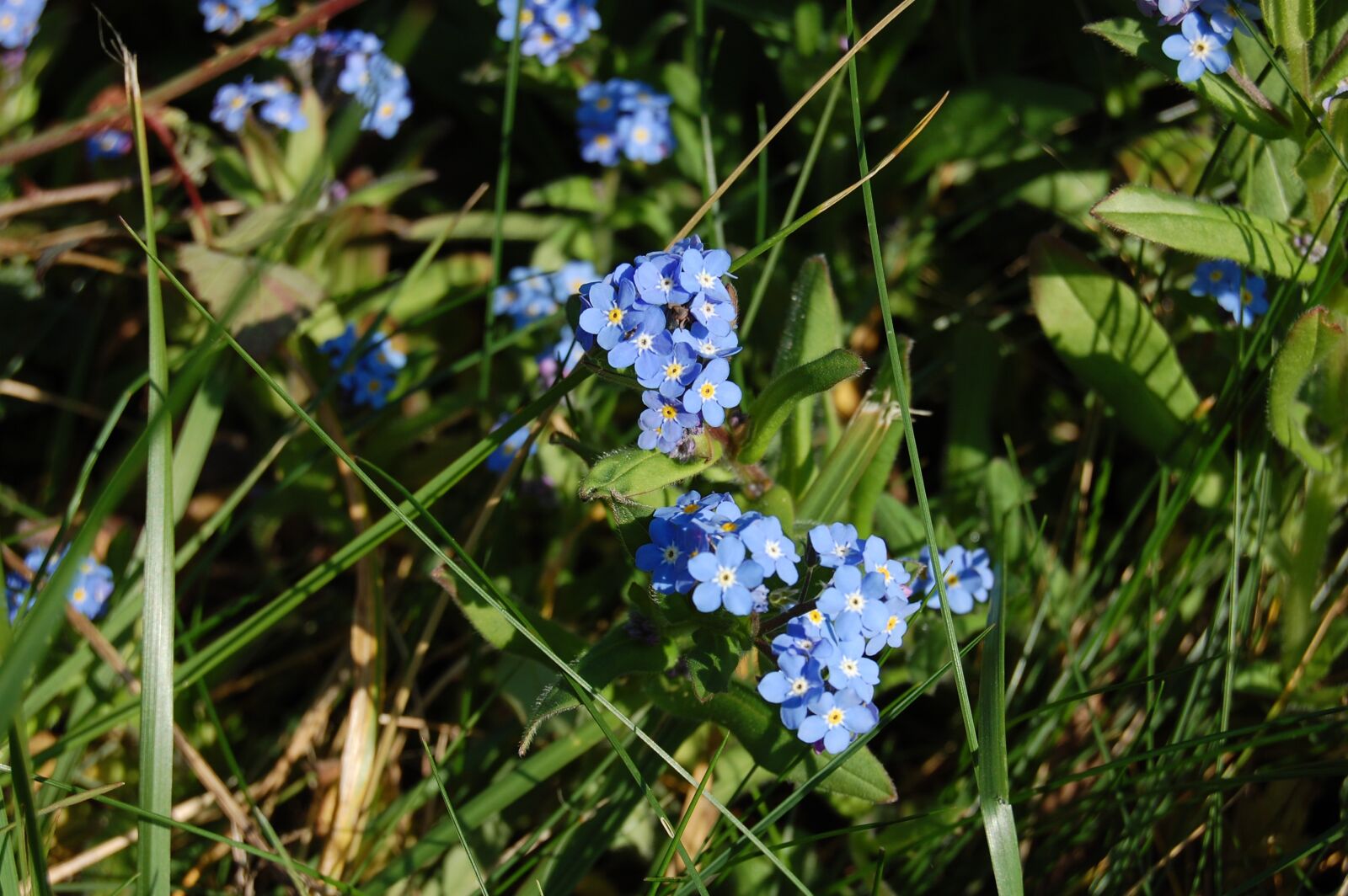 Nikon D40 sample photo. Myosotis, flowers, blue photography