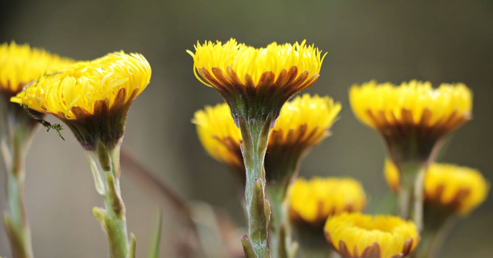 Canon EOS 550D (EOS Rebel T2i / EOS Kiss X4) sample photo. Flower, summer, dandelion, meadow photography