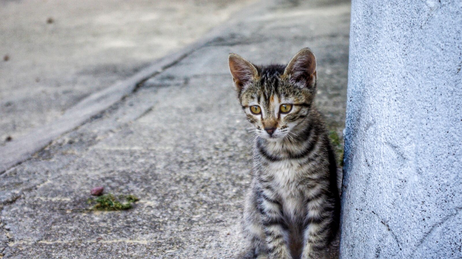 Pentax K-r sample photo. Animalia, nature, cat photography