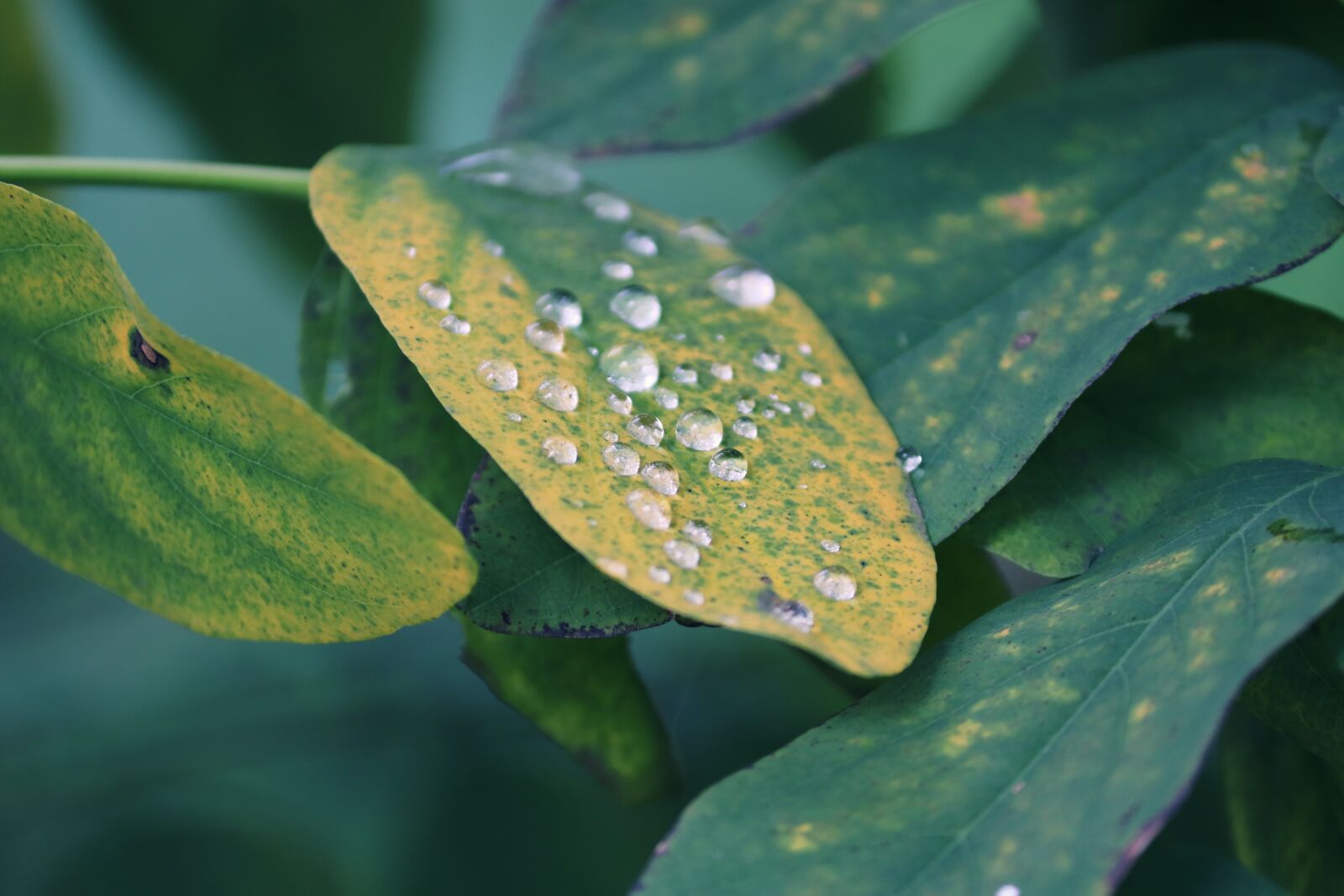Canon EOS 200D (EOS Rebel SL2 / EOS Kiss X9) sample photo. Morgentau, leaf, leaves photography