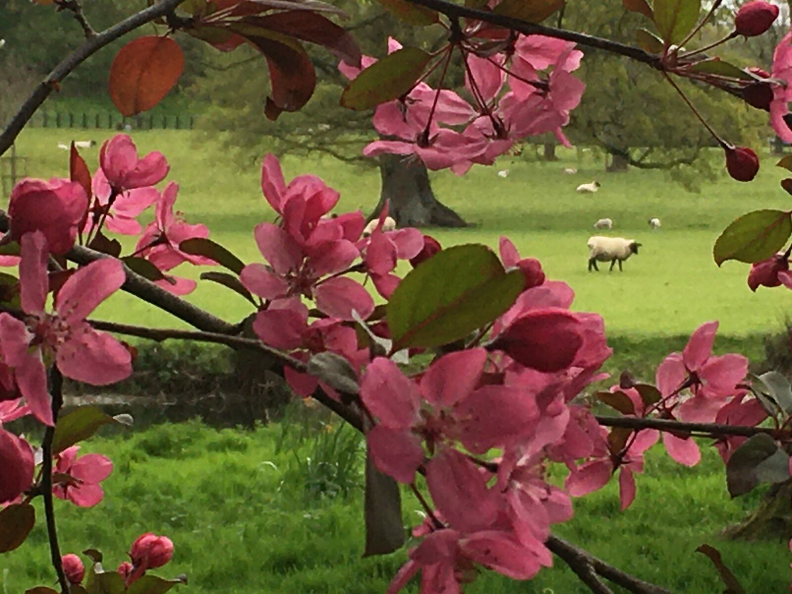 Apple iPhone 6s sample photo. Blossom, pink, sheep photography