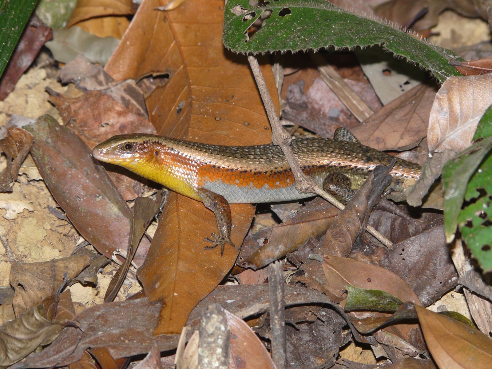 Panasonic DMC-FZ18 sample photo. Lizard, gecko, malaysia photography