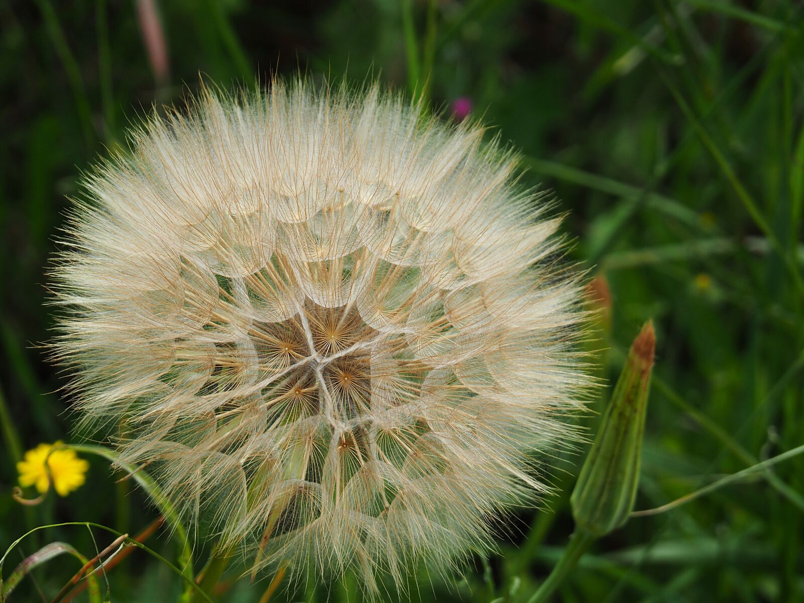 Olympus OM-D E-M5 II sample photo. Dandelion, flower, seeds photography