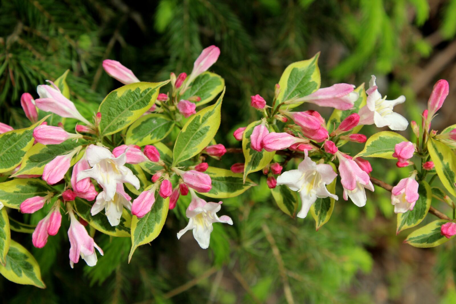 Canon EOS 1200D (EOS Rebel T5 / EOS Kiss X70 / EOS Hi) sample photo. Krzewuszka variegata, bush, dashing photography
