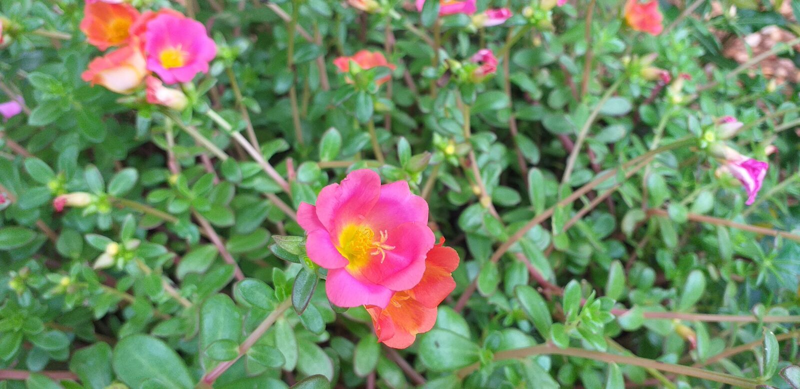 Samsung Galaxy J6+ sample photo. Flower, nature, naturelove photography