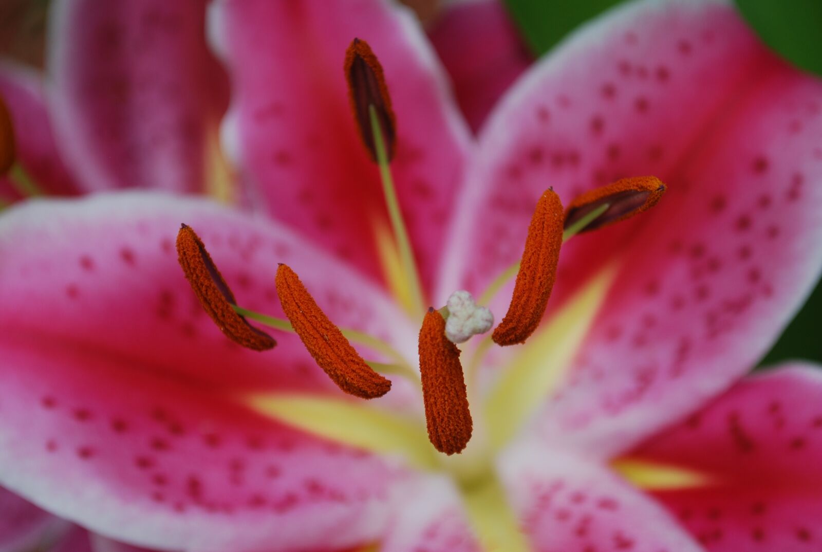 Nikon D60 sample photo. Flower, nature, garden photography