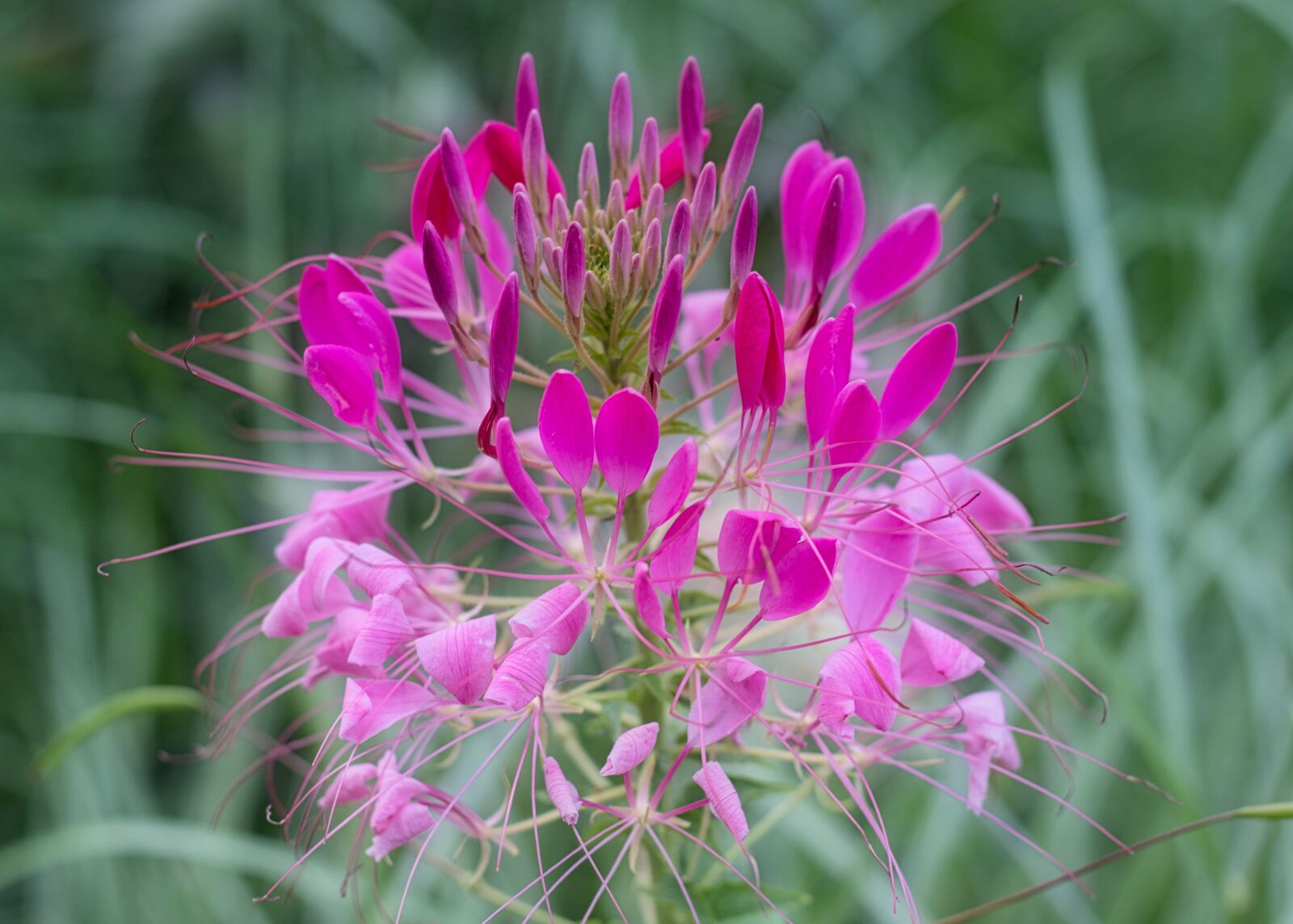 Canon EOS 200D (EOS Rebel SL2 / EOS Kiss X9) + Canon EF 50mm F1.8 STM sample photo. Spider flower, pink, blossom photography