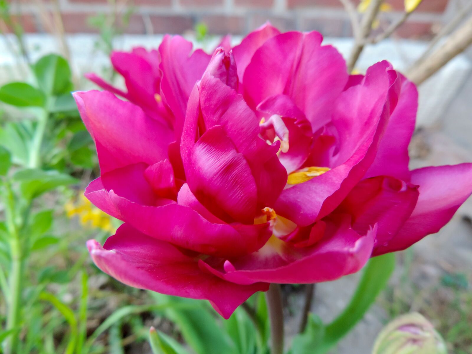 Nikon Coolpix P520 sample photo. Tulip, lily, spring photography