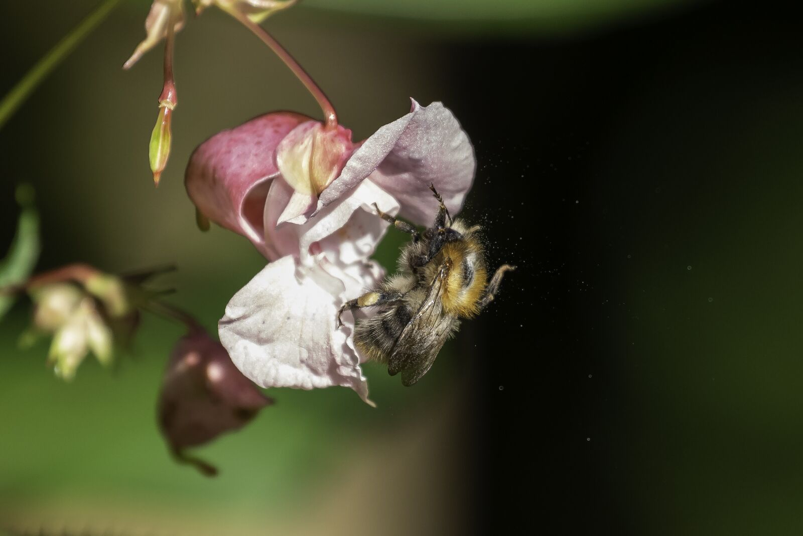 Canon EOS 7D Mark II sample photo. Bee, balsam, pollen photography