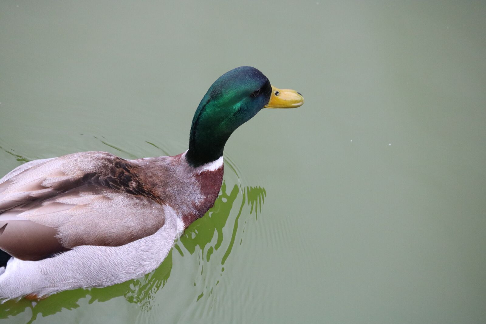 Canon EOS 750D (EOS Rebel T6i / EOS Kiss X8i) sample photo. Birds, duck, wildlife photography