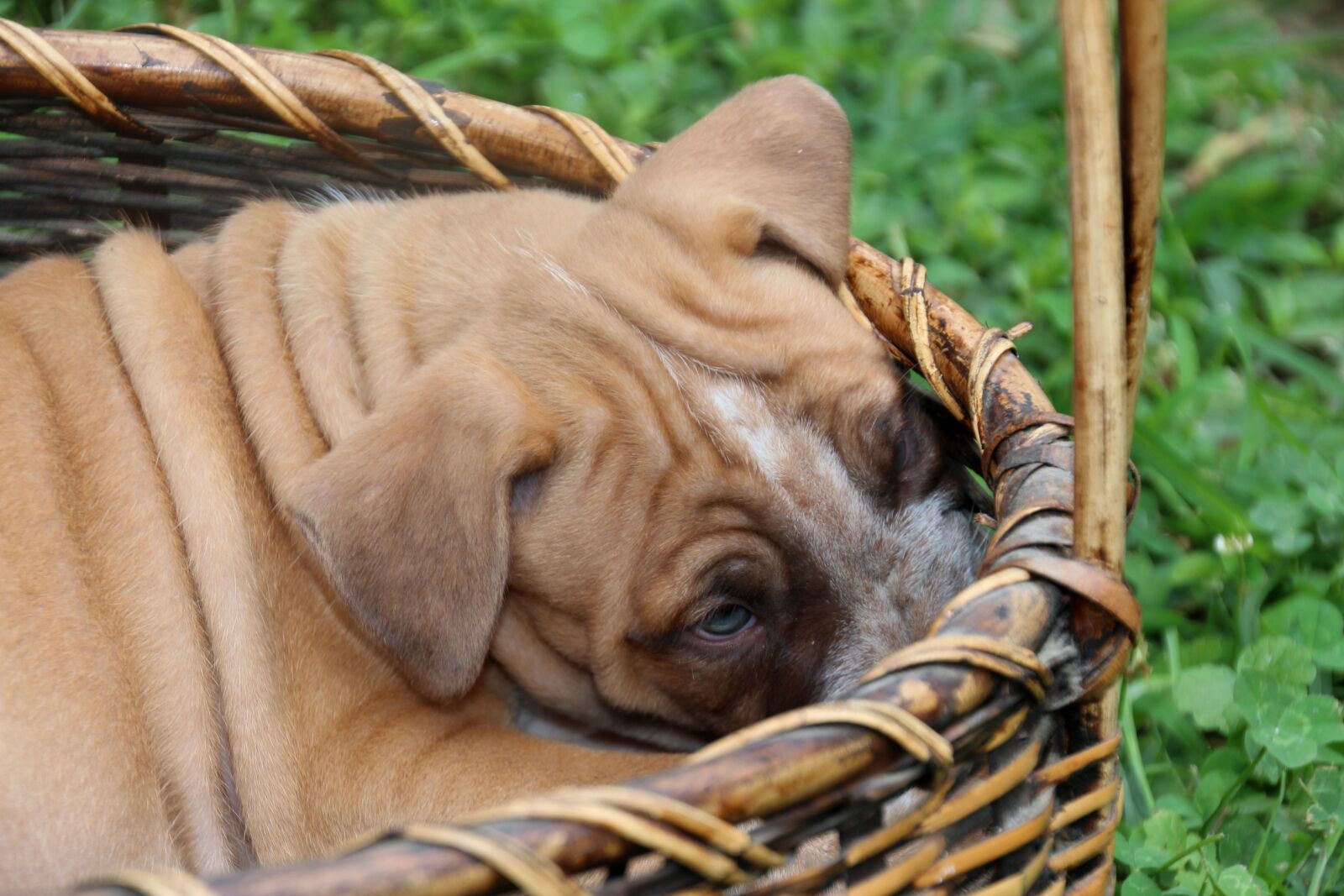 Canon EOS 600D (Rebel EOS T3i / EOS Kiss X5) sample photo. Dog puppy, wrinkled, basket photography
