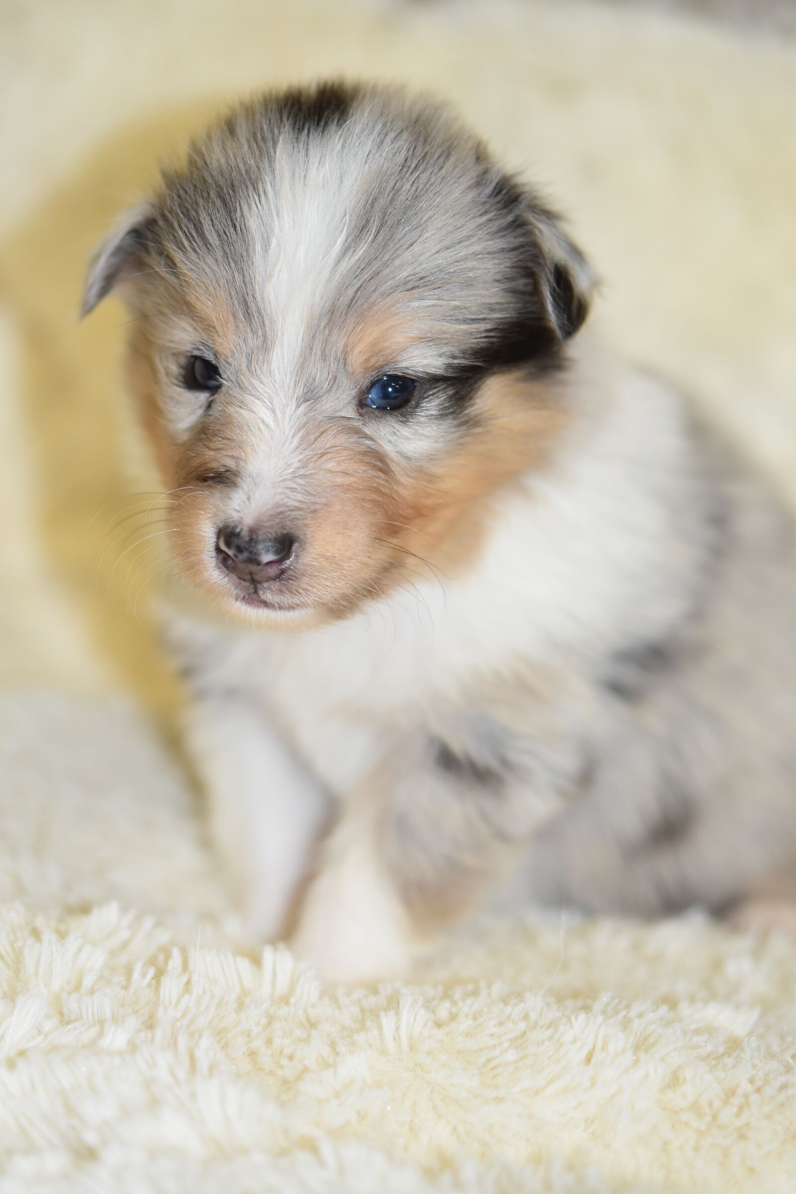 Nikon D5600 sample photo. Puppy shetland sheepdog, pup photography