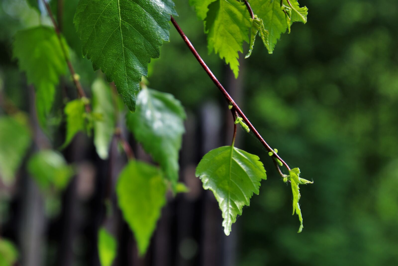 Canon EOS 80D sample photo. Foliage, green, sprig photography