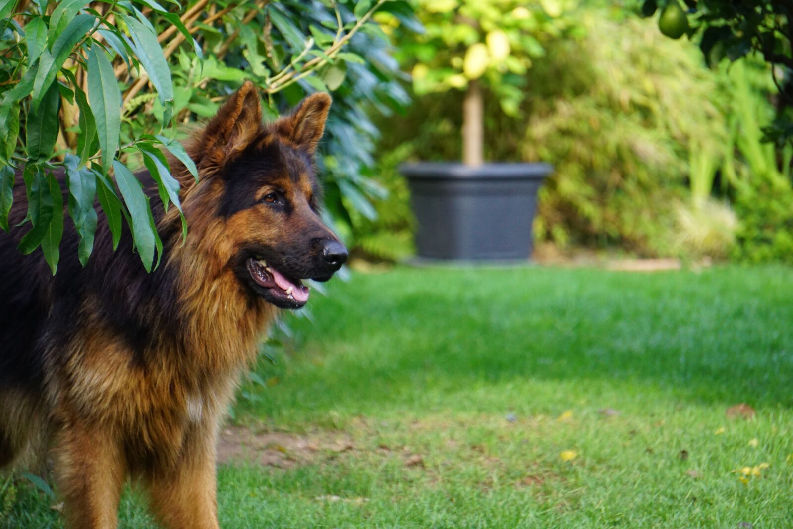 Sony E 55-210mm F4.5-6.3 OSS sample photo. Sch fer dog, old photography