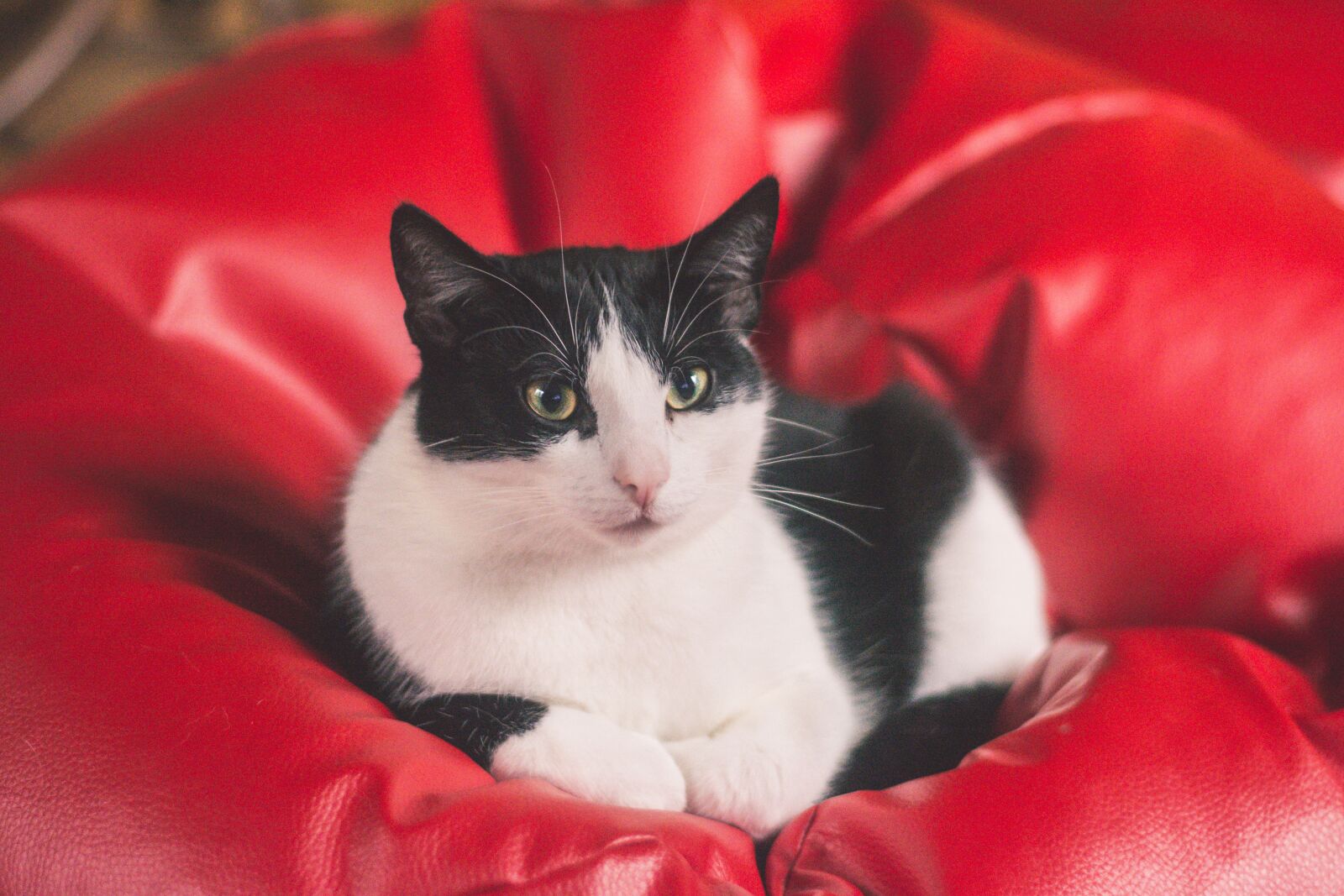 Nikon D5200 sample photo. Cat, kitten, tomcat photography