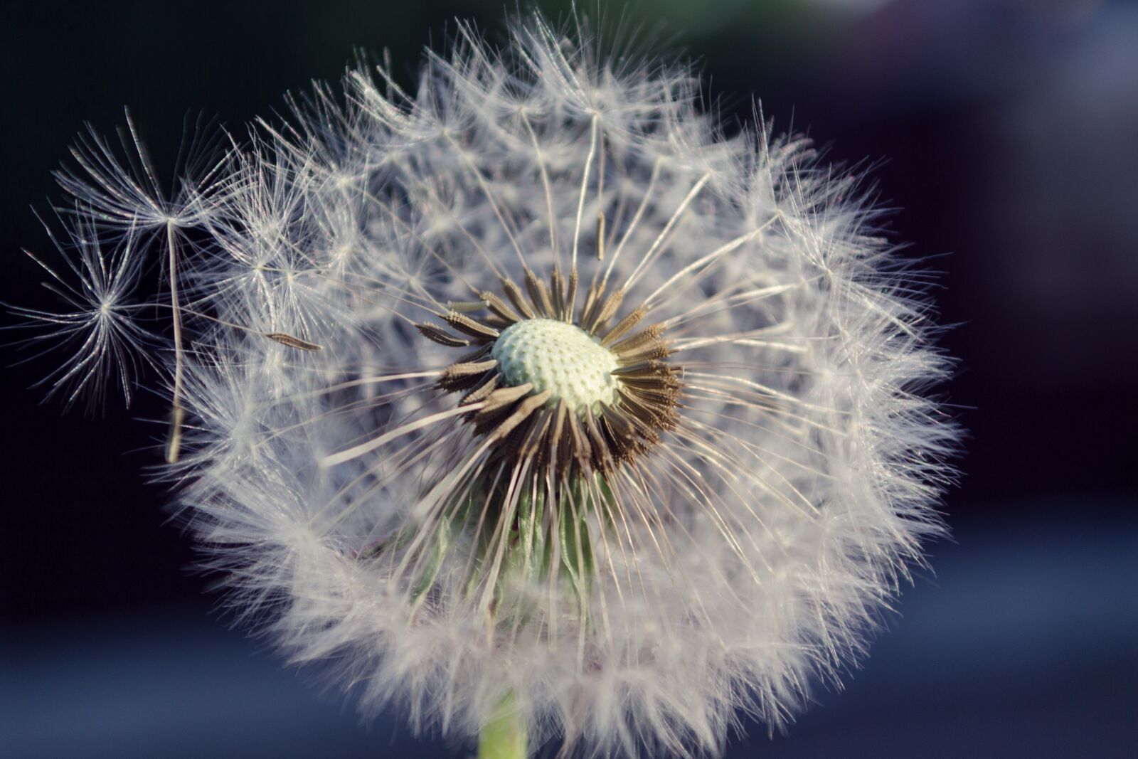 Nikon D3100 sample photo. Dandelion, white, plant photography